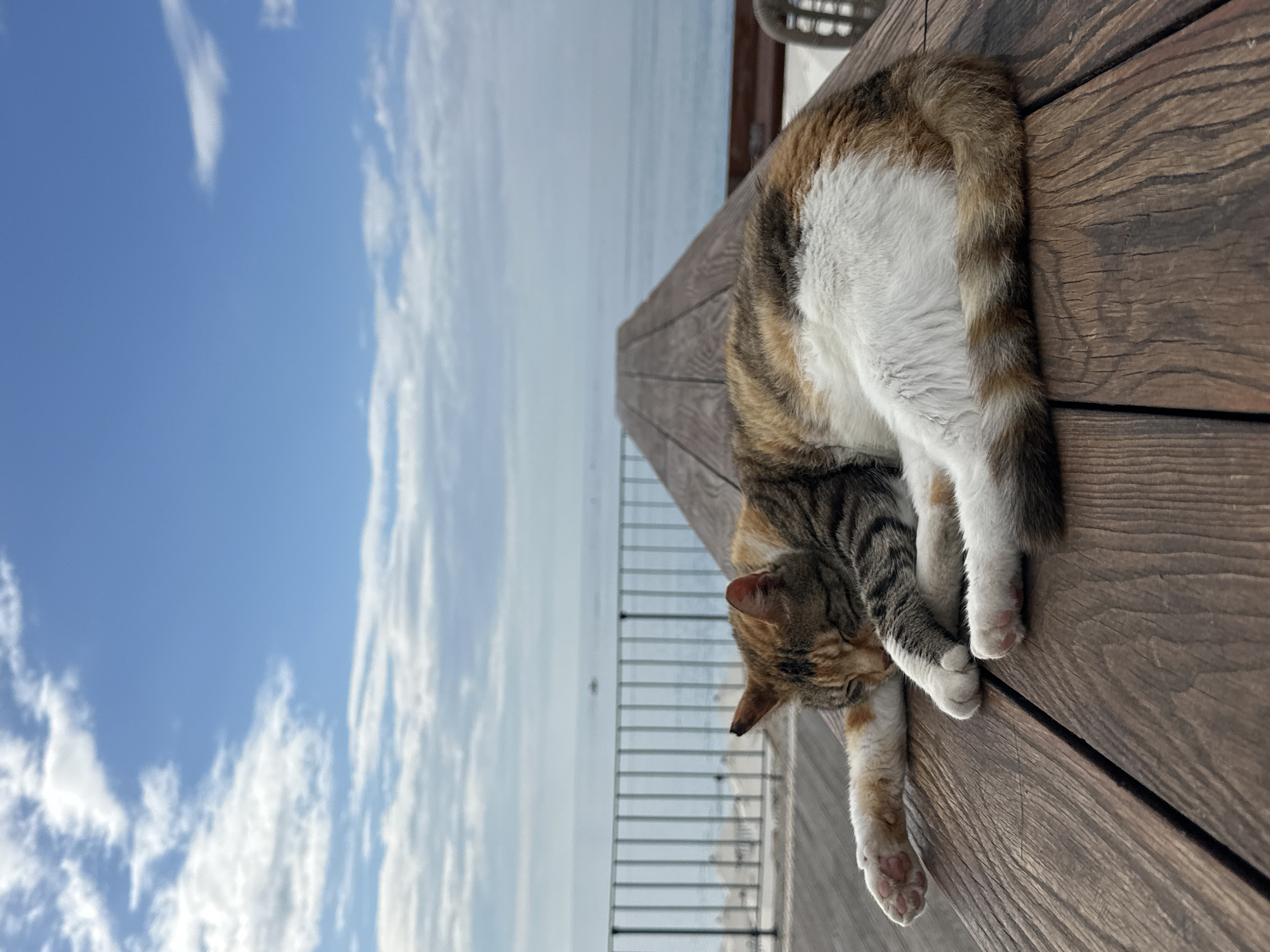 A tortoiseshell cat is curled up on a brown wooden deck, sleeping. The cat's tail is curled around its body, and one paw hangs off the edge of the deck. Beyond the deck is a white metal railing, and in the distance, the sea can be seen. Above the sea is a blue sky with scattered white clouds. The location is Unknown, Unknown.