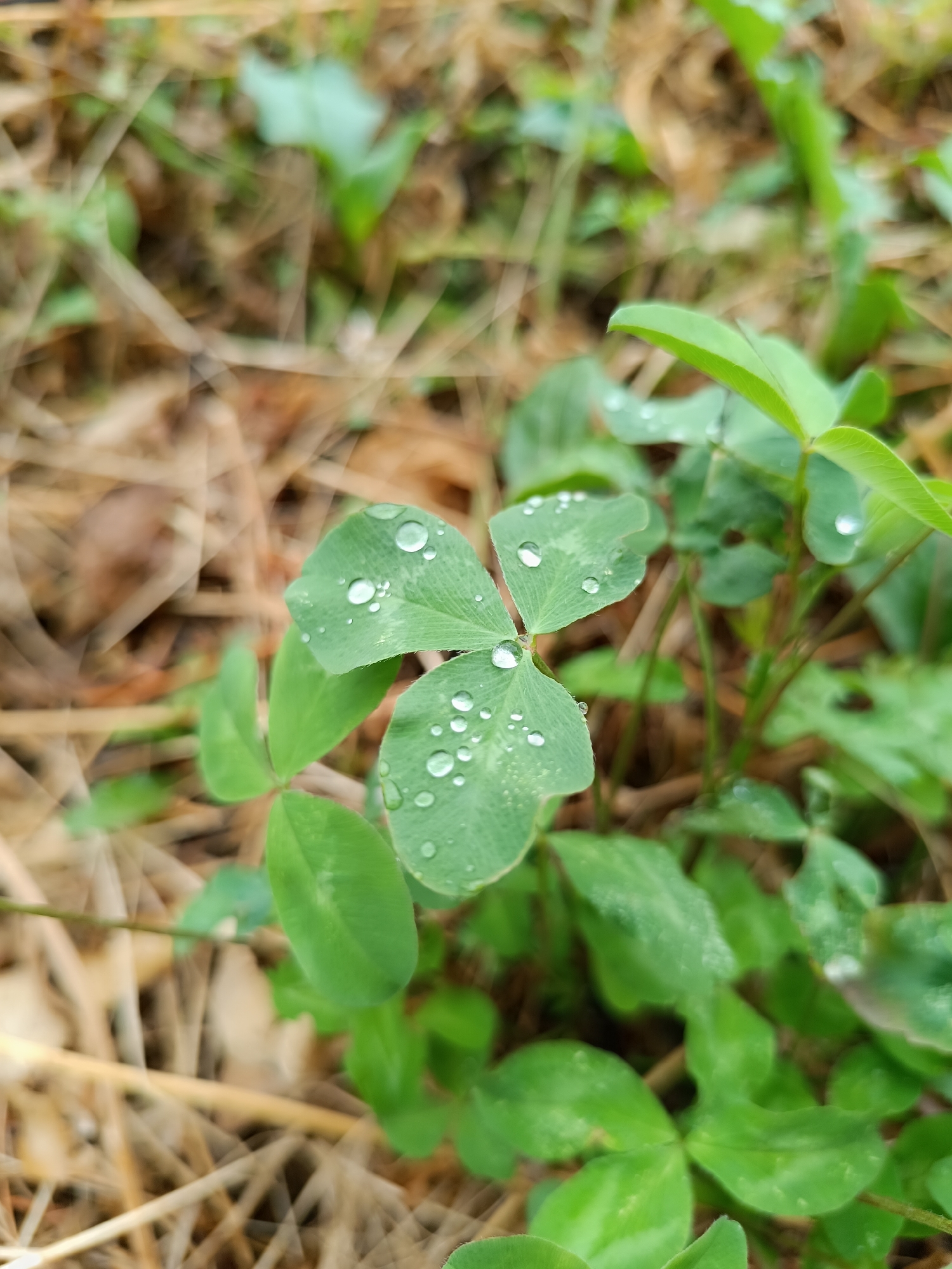 A close-up shot focuses on a clover plant with water droplets on its leaves. The clover is a vibrant green, and the droplets appear clear and reflective. The background is blurred, featuring dry grass and hints of other green foliage, suggesting an outdoor, natural setting. The image does not provide any information to suggest a location in Târgu Jiu, Romania. There are no people, actions, or interactions depicted in the scene.