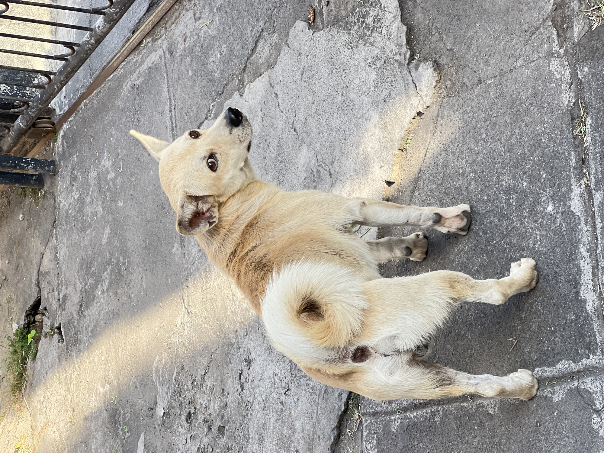 A light-brown dog with a curled tail stands on a cracked concrete sidewalk in Denpasar, Indonesia. The dog is looking to its right, with its ears perked up. Sunlight casts a diagonal shadow across the sidewalk from the left. A black metal fence is visible on the right side of the image. Green vegetation is growing in cracks in the sidewalk and behind the fence. The dog's tail is bushy and has a swirl pattern in the fur. There appears to be a wound or dark patch on the dog's hindquarters near its tail. The dog's legs show some dirt and possible matting of the fur. The overall scene suggests an outdoor urban environment.