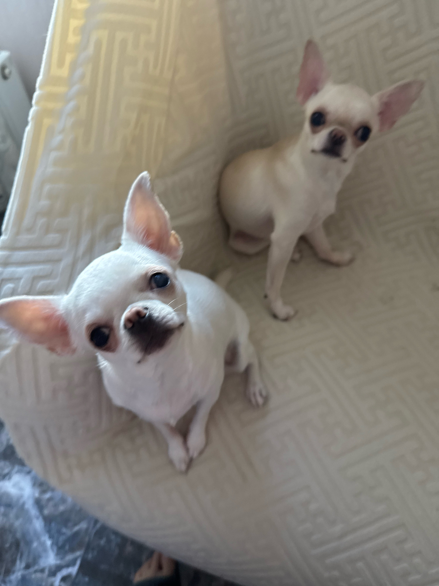 Two white chihuahuas are sitting on a beige, patterned sofa. The chihuahua in the foreground is white with black markings around its eyes and a pink nose. It is looking up at the camera with its ears perked. The chihuahua in the background is a lighter shade of white and is also looking at the camera. The sofa appears to be in a living room. The image is well-lit and the chihuahuas are in focus.