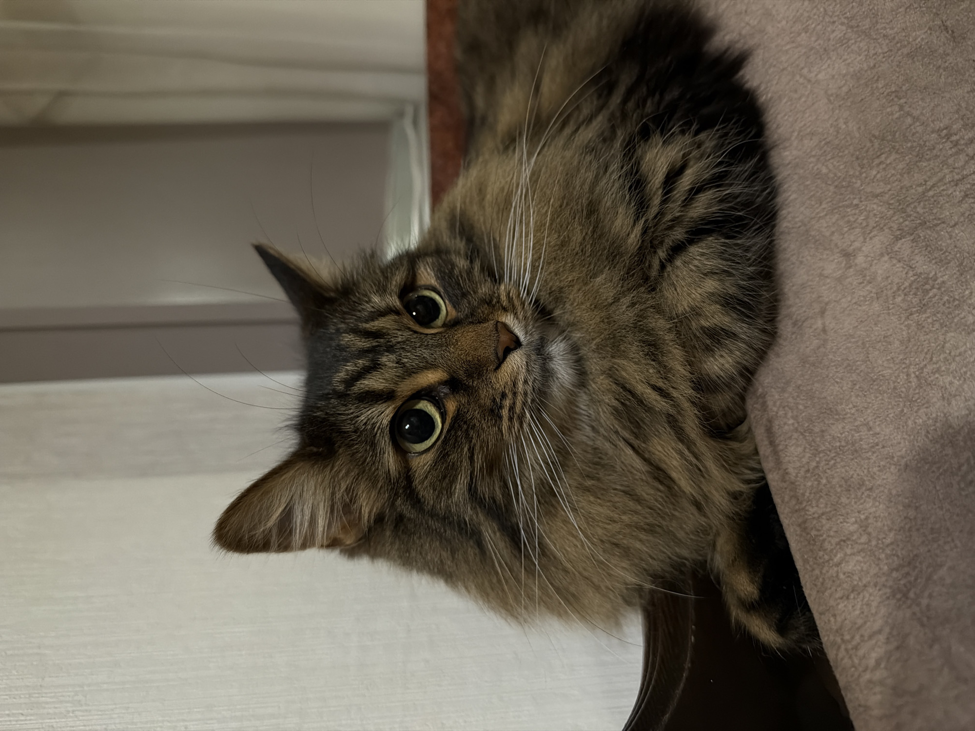 A long-haired tabby cat is resting on a beige upholstered surface, likely a couch or chair. The cat is mostly brown with black tabby markings and has bright green eyes. Its fur is thick and fluffy, particularly around its neck and face. The cat is looking to the right of the frame with a calm expression. The background is out of focus and appears to be a wall with vertical blinds or curtains. The lighting suggests an indoor environment. There is no indication of the city or specific location.