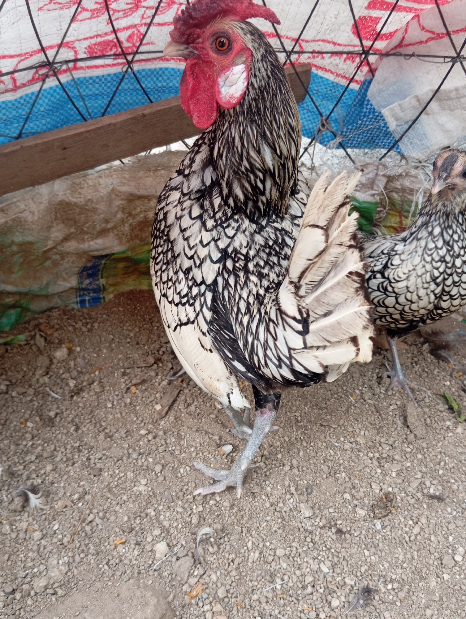Two chickens are in an outdoor enclosure. The chicken in the foreground is a rooster with black and white patterned feathers, a red comb and wattles, and light-colored legs and feet. The rooster is standing on a gravelly surface. To the right of the rooster, a younger chicken, possibly a hen, is visible. This chicken also has black and white patterned feathers and is standing on the same gravelly surface. Behind the chickens, a blue and white tarp is visible, supported by a wooden plank and a wire mesh fence. The ground is composed of dirt and small pebbles, with some scattered feathers and twigs.