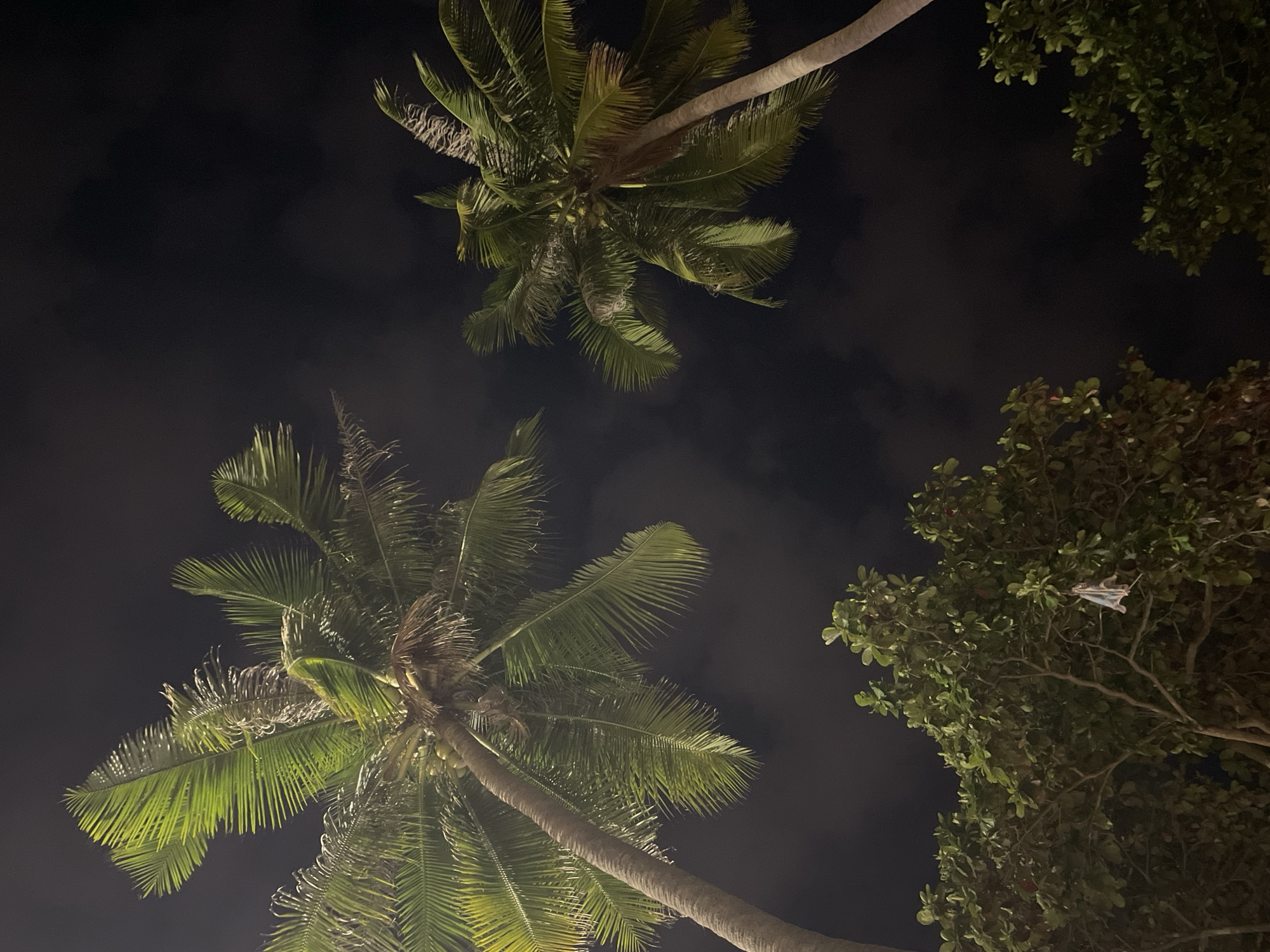 The image is a low-angle view of trees at night. In the foreground and center-left is a coconut palm with a visible trunk and large, green fronds. Above and slightly to the right, another coconut palm is partially visible. To the right are the leafy branches of a non-palm tree. The background is dark, indicative of nighttime. The location is likely Nha Trang Ward, Vietnam, based on the prompt. There are no people visible in the image.