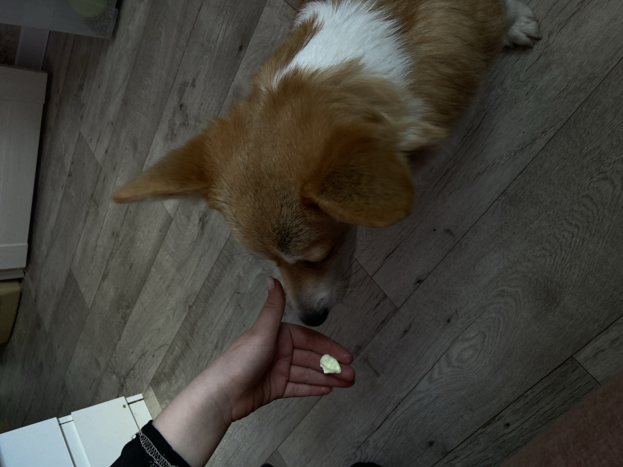 A medium-shot, high-angle photograph depicts a corgi dog and a hand holding a light green treat, positioned on a wooden floor. The dog, predominantly brown with white markings on its chest and neck, is facing downwards towards the treat. A fair-skinned hand, holding a small piece of light-green substance rests in the foreground. The floor is made of light-colored wooden planks, laid out in a linear pattern. The image has been taken indoors. The location is Chaikovsky, Russia.