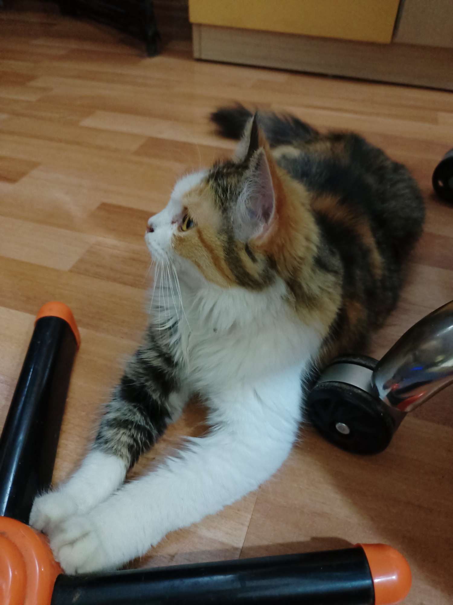 A calico cat with white, orange, and black fur lies on a wooden floor. The cat is looking to its left. In the foreground, there are parts of an orange and black object. To the right of the cat, a metallic object with a black wheel is visible. The background shows a wooden cabinet and part of a chair. The image appears to be taken indoors, in a residential setting. There is no information to place this scene in the city of Almaty, Kazakhstan.