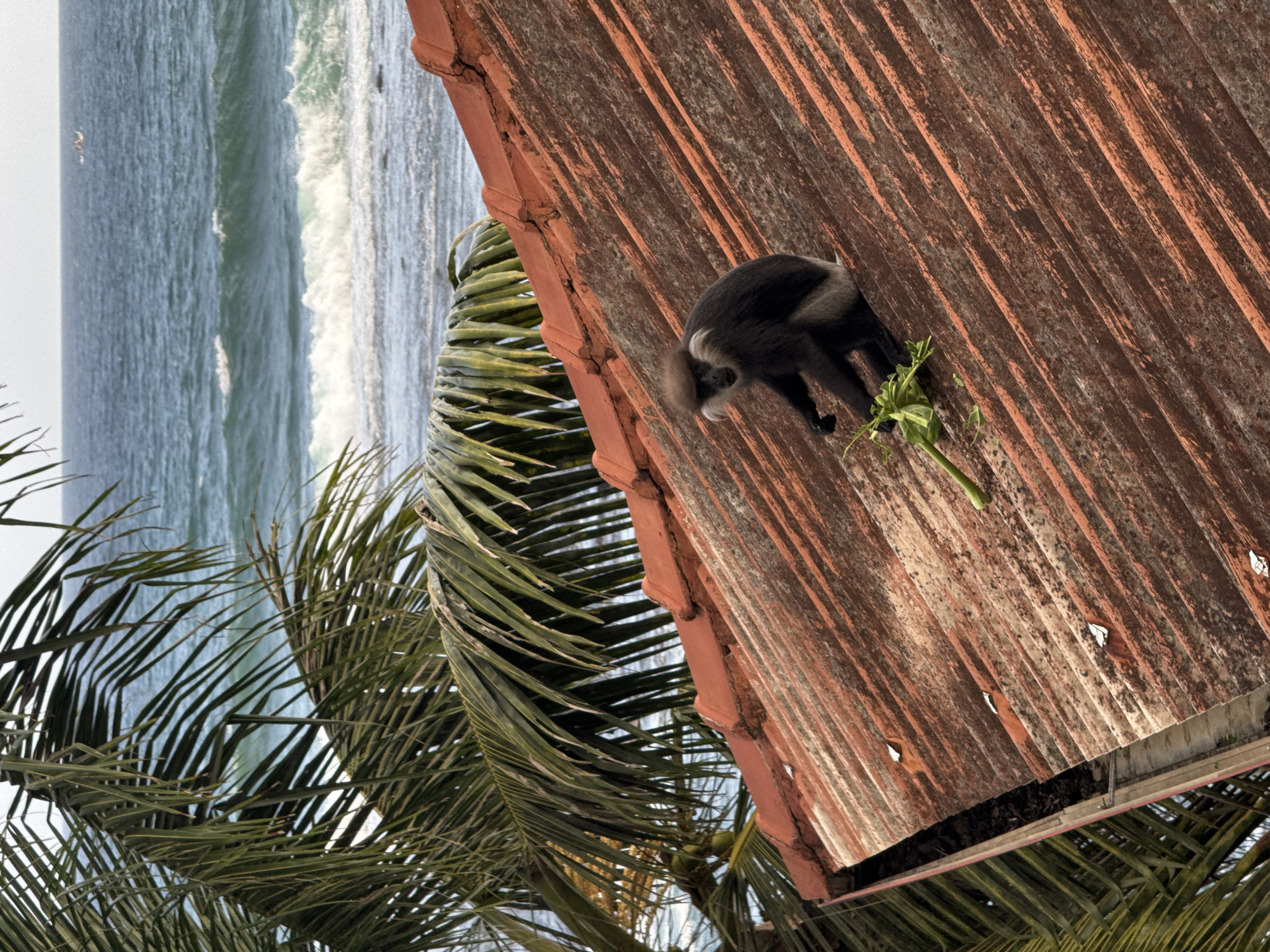 A purple-faced langur monkey is perched on a rusty corrugated metal roof in Ahangama, Sri Lanka, facing to its right. The monkey is dark grey with a lighter grey underside and has a distinctive light-colored face. It is holding a bunch of green leafy vegetation in its left paw and appears to be eating it. The roof has a reddish-brown color and shows signs of age and weathering. In the background, palm fronds frame the scene on the left, and the ocean is visible with waves breaking on the shore. A small boat is discernible on the horizon. The sky is overcast.