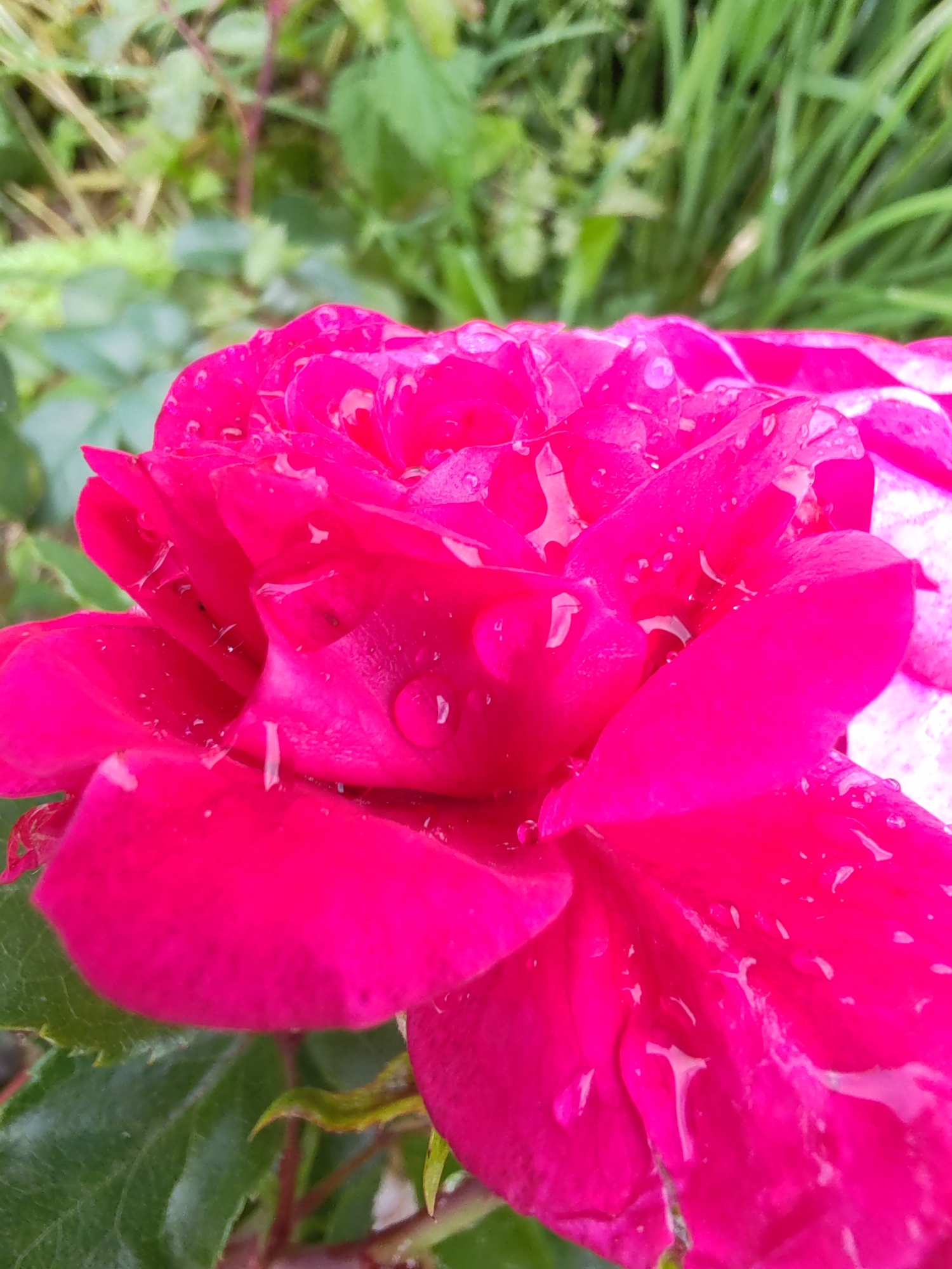 This is a close-up, macro photograph of a bright pink rose, likely a garden variety, covered in water droplets. The petals are vibrantly colored, with a slight sheen from the moisture. The background consists of blurred green foliage and grass, suggesting an outdoor setting, likely a garden or park. There is no indication of the specific location in the city of Чухлэм, Russia, as the image focuses solely on the flower. No people or actions are depicted.