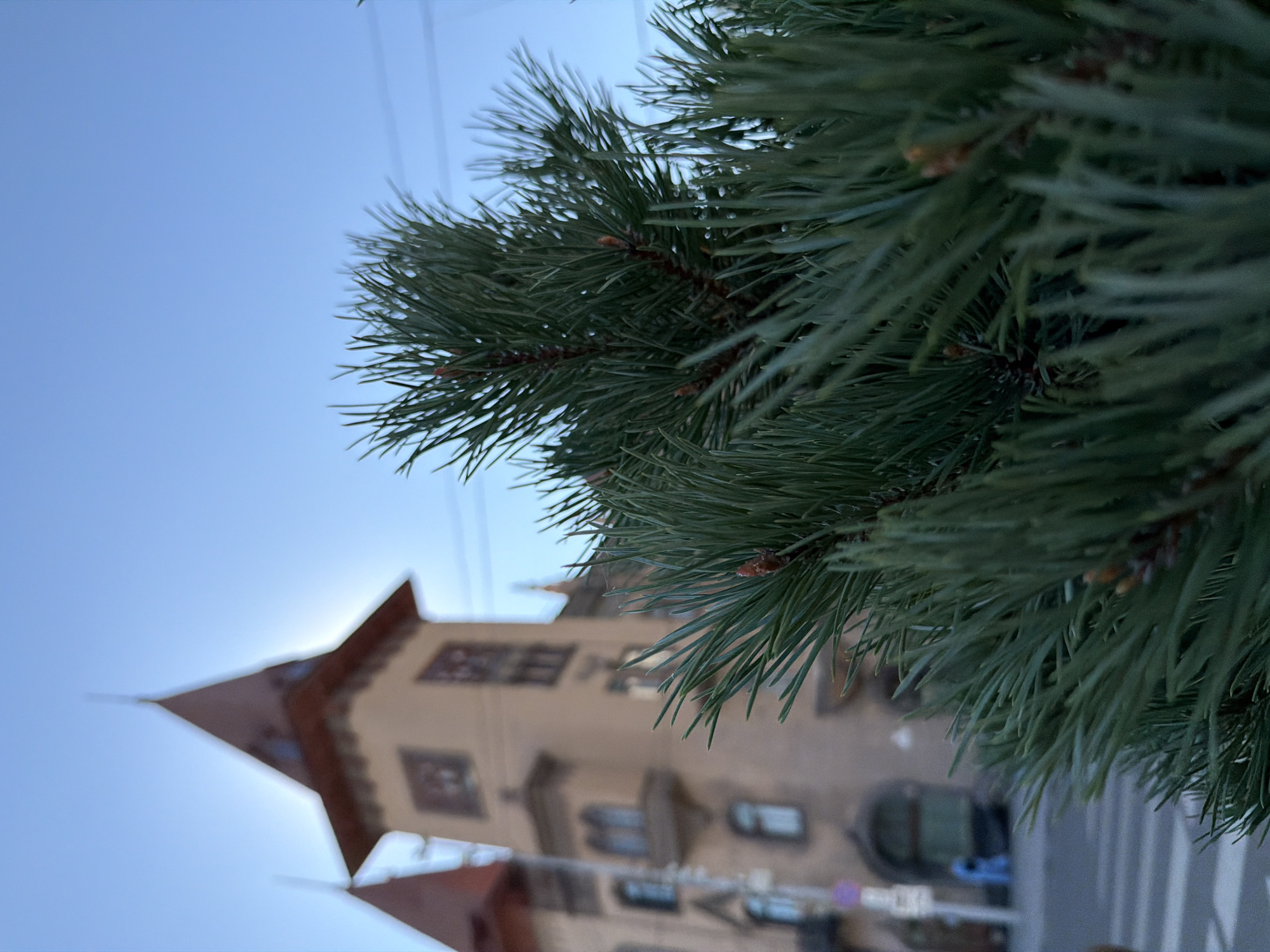 The image shows a close-up of pine needles in the foreground, with a blurred architectural building in the background. The building features a distinctive turret with a pointed red roof, reminiscent of Neo-Gothic or Art Nouveau styles, common in late 19th and early 20th-century European architecture. The building's facade is a light brown or beige color, with visible windows and decorative elements. A pedestrian crossing is visible on the street in front of the building, and a person in a blue jacket is seen crossing the street. The sky is a clear, pale blue, suggesting either early morning or late evening. The overall scene appears to be an urban setting, possibly on a street in Saratov, Russia, given the architectural style and the presence of street infrastructure.