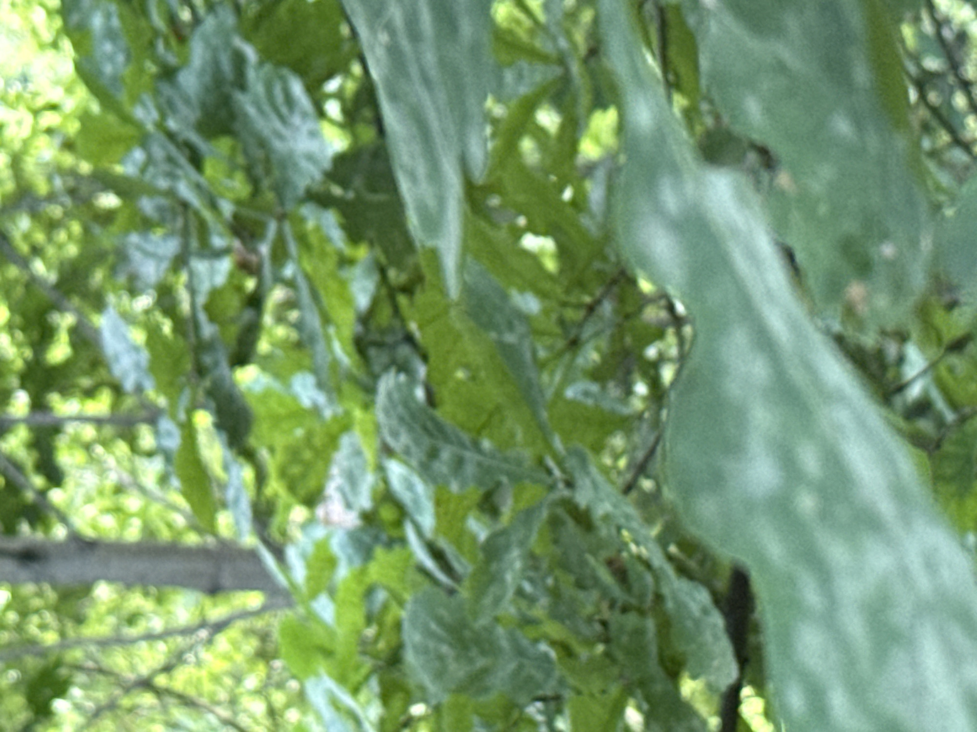 The image displays a close-up view of green foliage with some lighter-colored spots on the leaves. The background is blurred, showing more greenery and a vertical tree trunk. The scene appears to be outdoors in a natural setting, likely a park or forest. There are no people, animals, or man-made objects clearly visible. The lighting suggests it is daytime. The image was captured in Vsevolozhsk, Russia.