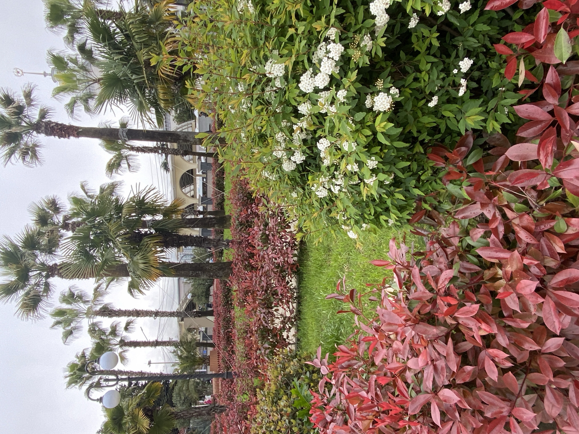 The image depicts a street scene in Sochi, Russia, characterized by tropical foliage. Palm trees line the left side of the frame against a cloudy sky. Adjacent to the palm trees is a tiered arrangement of shrubbery; the first layer appears to be of red-leaved bushes, followed by green bushes with small white flowers. The scene is oriented such that the street and a building are visible in the background behind the trees and bushes. The focus is primarily on the plants in the foreground, presenting a landscape-style view.
