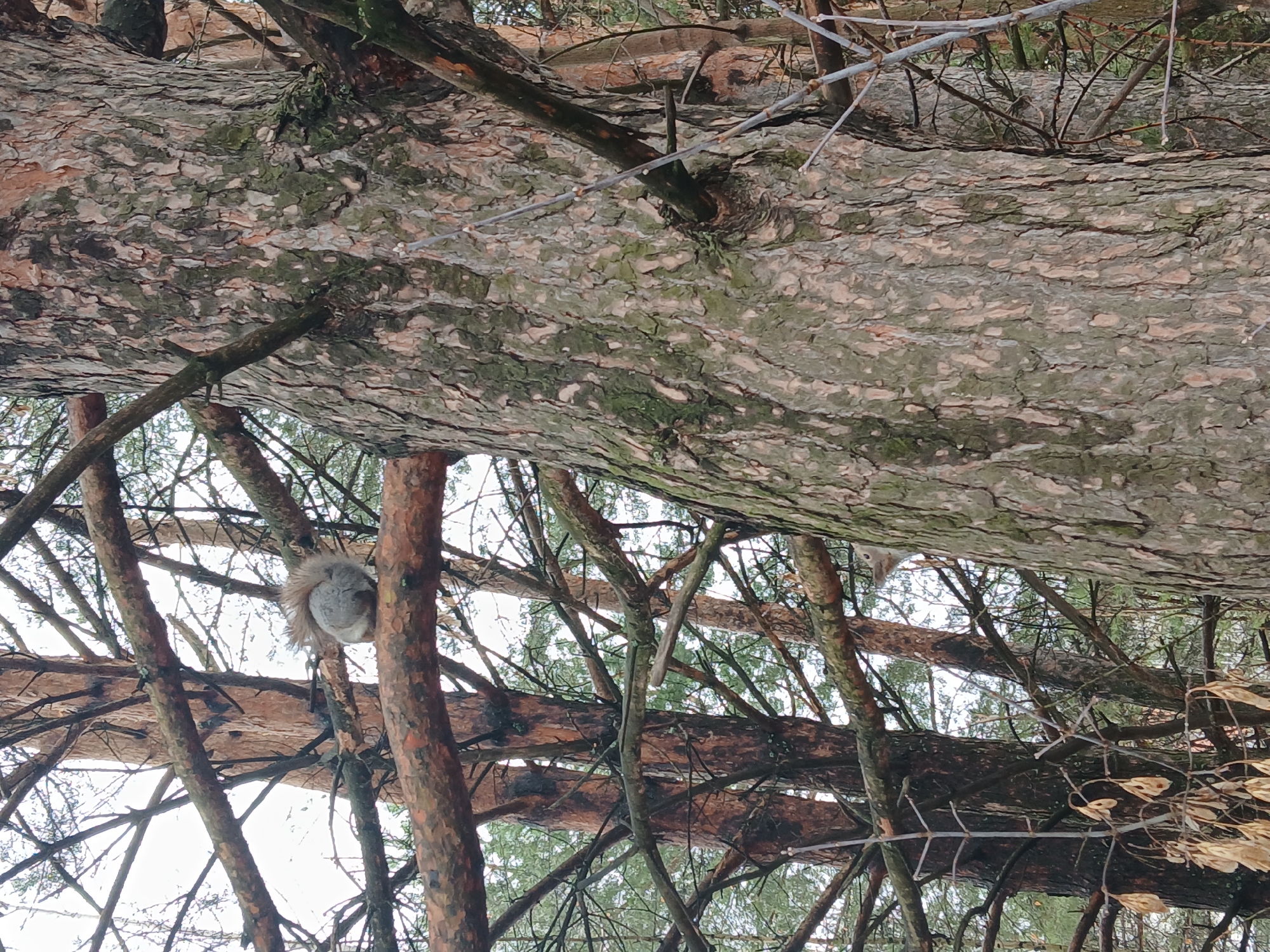 The image, taken in a forest in Chaikovsky, Russia, shows a section of woodland with multiple fallen trees and dense undergrowth. A squirrel is perched on a vertical tree trunk to the left of the frame. The image is taken from a low angle looking upwards. The sky is visible through gaps in the branches.