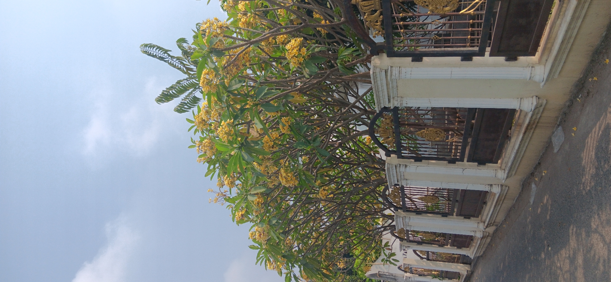The image depicts a street scene in Depok, Indonesia, characterized by a fence line with ornate black metal gates featuring gold embellishments, including crowns and crests. The fence is supported by white pillars with fluted detailing. Behind the fence, a row of trees with abundant yellow flowers and green leaves is visible, with some branches reaching over the fence. The sky above is a pale blue with scattered white clouds. The street in the foreground is paved with asphalt and shows some fallen yellow flowers scattered on its surface. The overall impression is one of a well-maintained residential or institutional area.