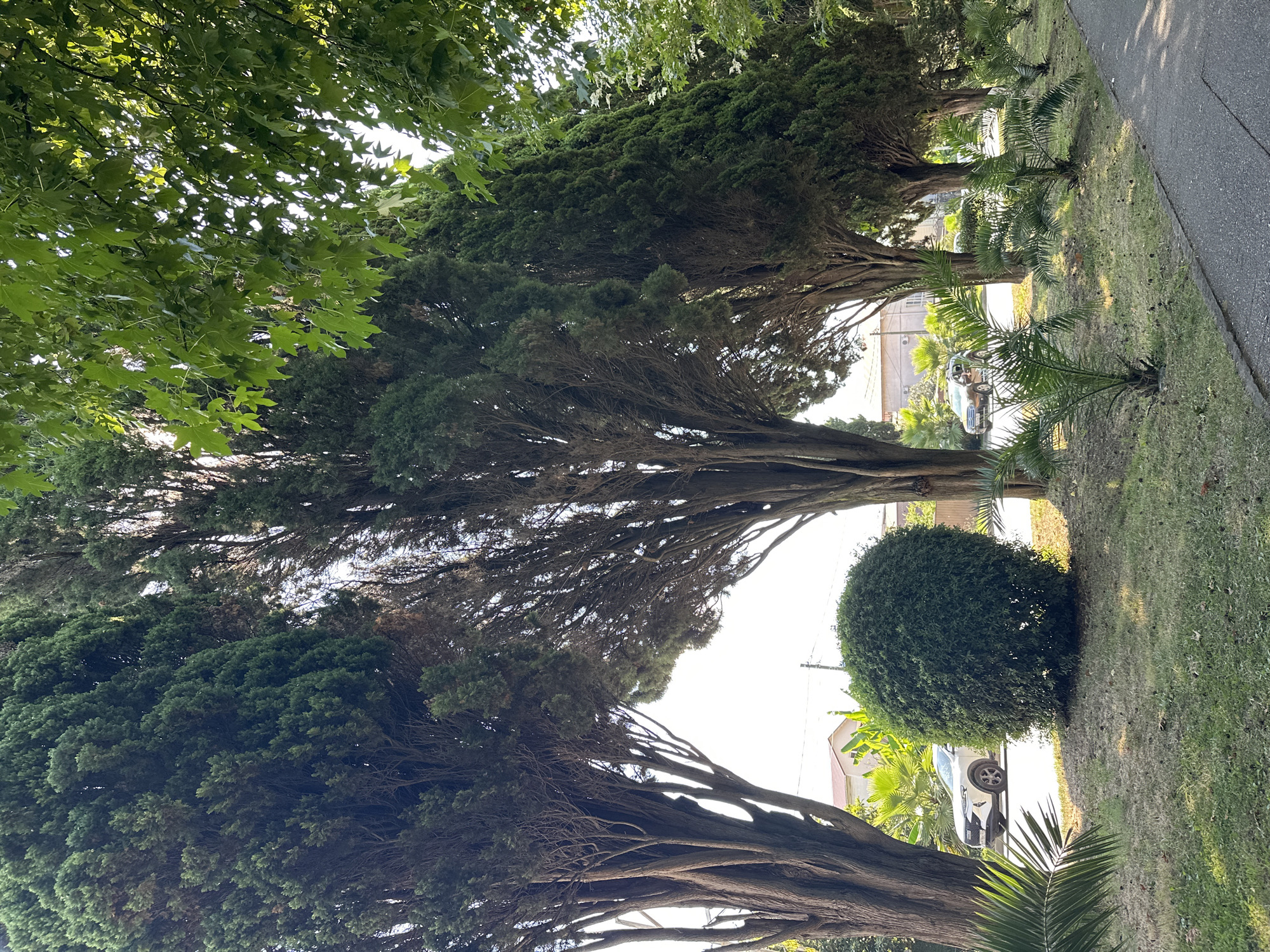 The image captures a sun-drenched street scene in Sochi, Russia, characterized by lush greenery and a tranquil atmosphere. A line of tall cypress trees with weathered bark dominates the foreground, their branches forming a natural archway that frames a view of a suburban street beyond. The trees are densely packed, creating a sense of enclosure and shade, with sunlight dappling through their leaves.
In the middle ground, a perfectly manicured, spherical bush stands prominently on a patch of grass. Behind it, a white SUV is parked on the paved street, its presence suggesting a residential area. Further back, more cypress trees line the street, interspersed with palm trees, their fronds fanning out under the bright sky. The buildings visible in the distance are low-rise, with terracotta roofs, typical of a warm climate.
The ground is covered with a mix of grass and scattered pine cones, hinting at the natural surroundings. To the right, a paved walkway runs alongside the street, suggesting a pedestrian path. The overall impression is one of a peaceful, well-maintained urban landscape in a region blessed with abundant vegetation and sunshine.