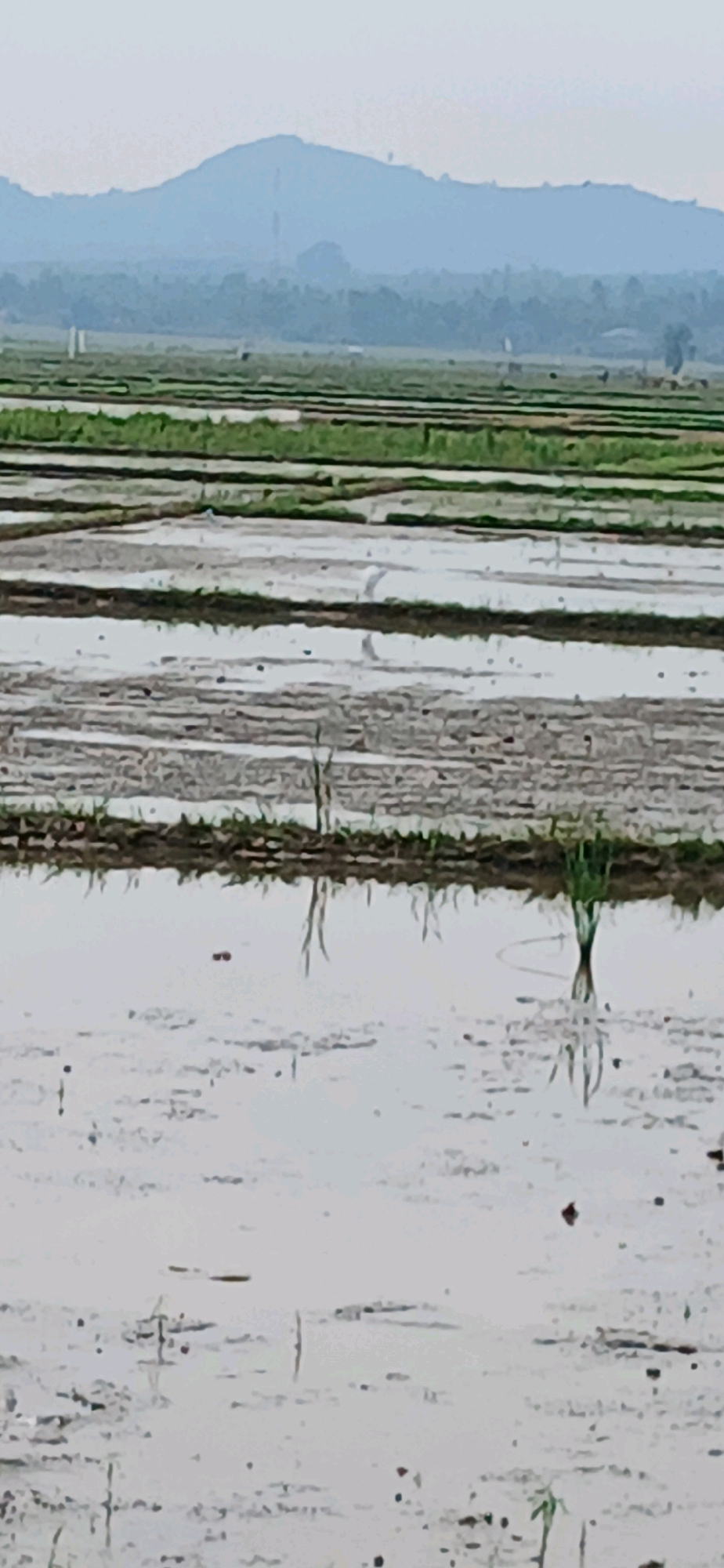 The image shows a flooded rice paddy field in Glumpangpayong, Indonesia. The field is divided into long, narrow strips separated by raised earthen berms. Some of the strips are covered in shallow water, reflecting the pale sky. Other strips are covered in lush green vegetation. In the background, a hazy mountain range is visible under a light sky. A single white bird, possibly an egret, stands in the water in the middle ground. The overall scene depicts a rural agricultural landscape.