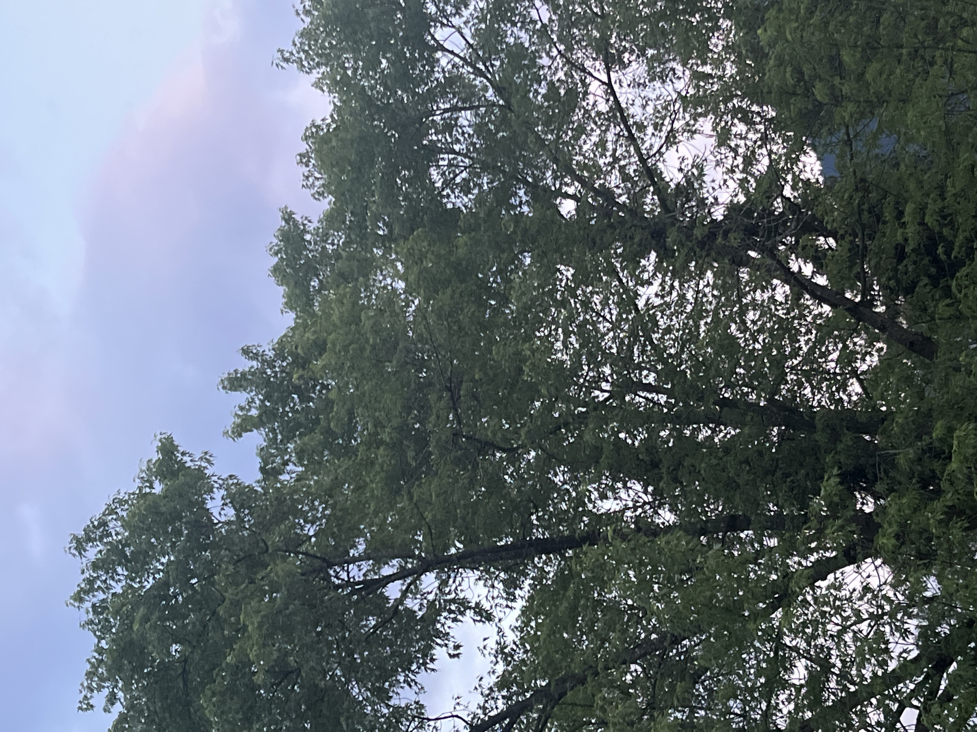 The image shows a dense canopy of green trees against a pale, cloudy sky that has hints of pink and purple, suggesting either sunrise or sunset. The trees are tall and appear to be in a natural setting, possibly a forest or park. The perspective is looking upwards into the trees, with the sky visible through gaps in the foliage. There are no people, man-made objects, or specific architectural details visible in the image. Without further context or identifying landmarks, it is impossible to determine if this image is located in Garmisch-Partenkirchen, Germany.