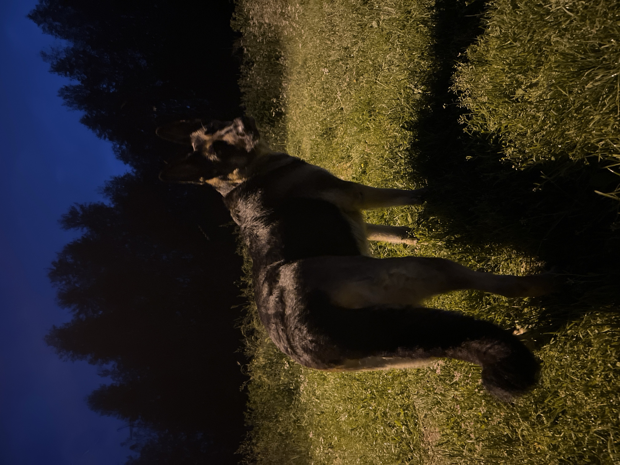 A German Shepherd dog stands in a grassy field at night, looking towards the right of the frame. The dog is predominantly black and tan, with its tail curled. The field is covered in tall grass and some small wildflowers. In the background, a dark line of trees silhouettes against a deep blue night sky. There is a faint light source illuminating the scene from the front and left, casting a shadow behind the dog. The image appears to be taken in an outdoor, rural or semi-rural setting, consistent with the outskirts of Nizhny Tagil, Russia, which features abundant natural landscapes.