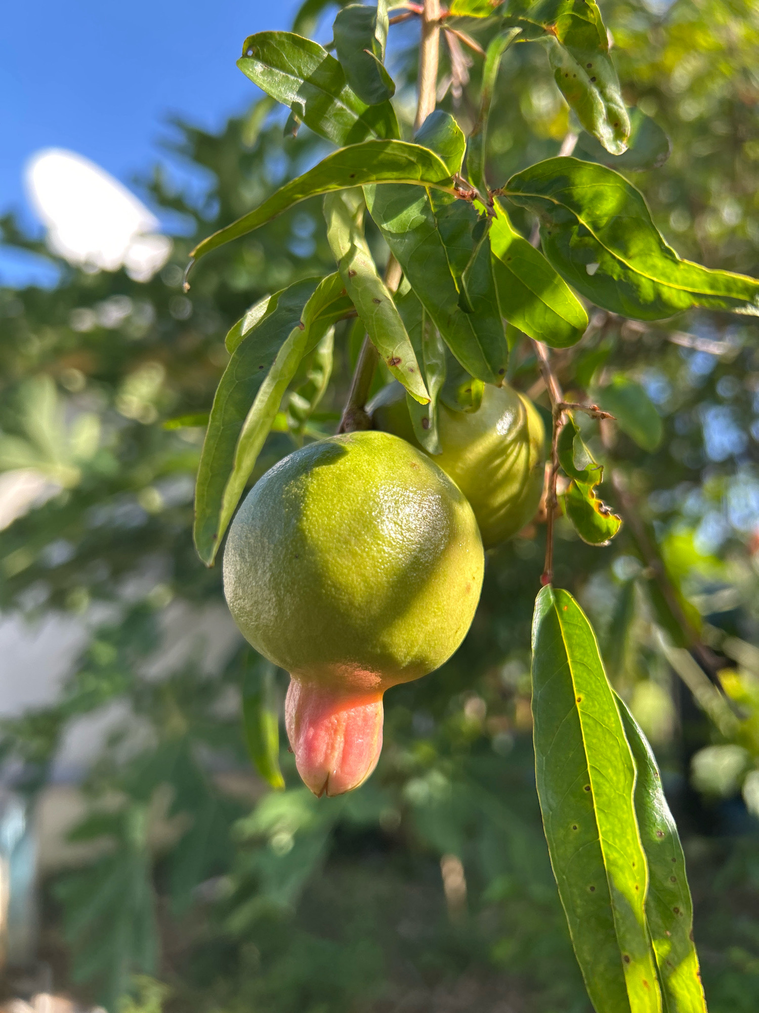 An unripe green pomegranate hangs from a branch, its lower part a pale pink. The fruit is partially illuminated by sunlight, casting shadows on its textured surface. Several green leaves surround the pomegranate, some showing small dark spots. In the background, out of focus, are more green foliage and a bright blue sky, with a white, dish-like object visible in the upper left corner. The overall setting suggests an outdoor environment, potentially a garden or natural landscape in Sabang, Indonesia, given the bright sunlight and clear blue sky. There are no people or animals present in the image.