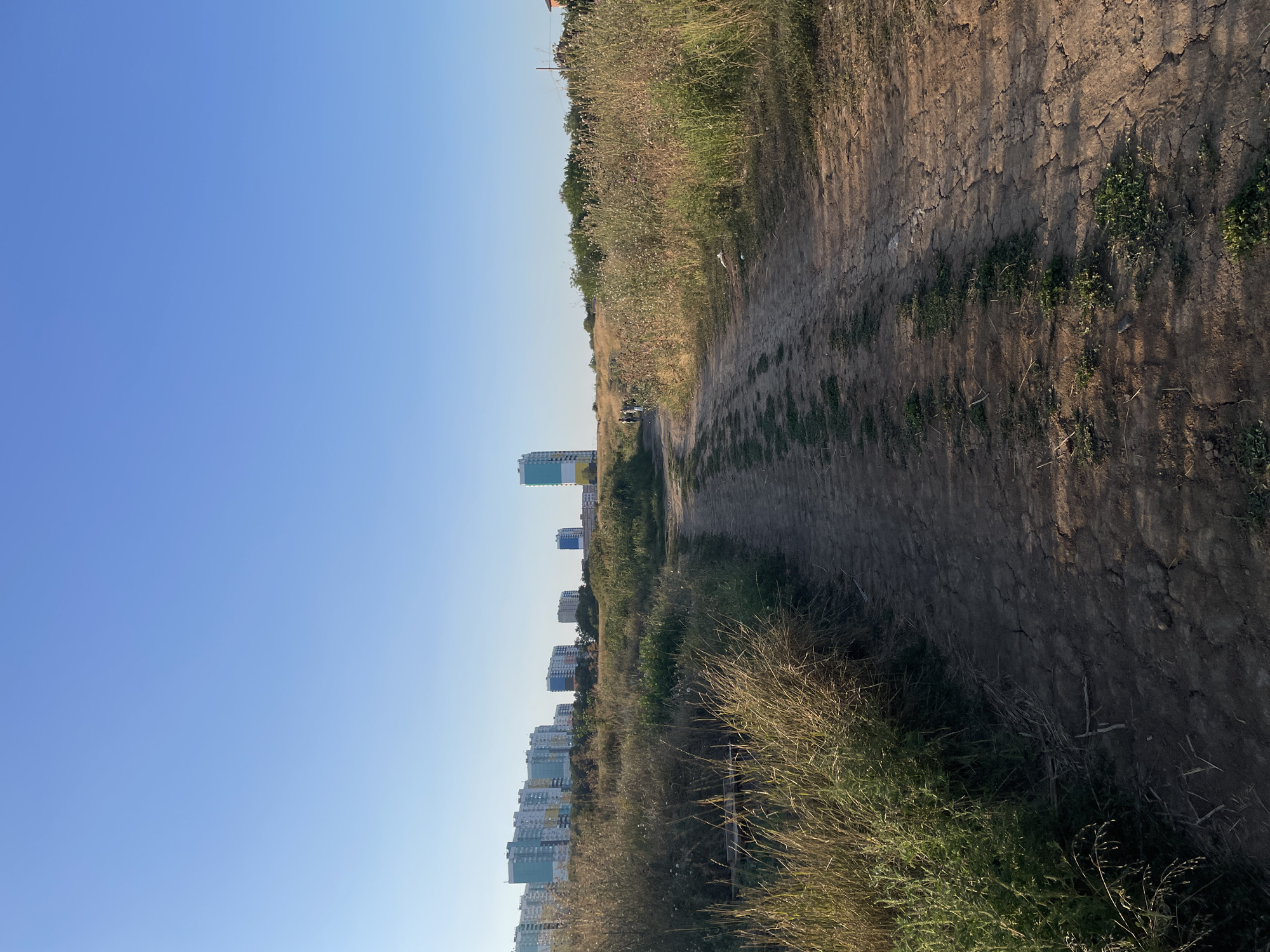 The image depicts an outdoor scene in Rostov-on-Don, Russia. In the foreground, a dirt path meanders through dry, tall grass and vegetation. The path is uneven and cracked, suggesting it's an unpaved road or trail. To the left and right of the path, dense, dry grass grows tall, with some patches of green. In the mid-ground and background, a line of multi-story apartment buildings with light-colored facades and blue and yellow accents stretches across the horizon. A single, taller, modern skyscraper with a distinctive blue and yellow design stands out amongst the buildings. The sky above is a clear, bright blue. Three people are visible in the distance on the path, walking away from the camera, appearing as small figures. The environment suggests a transition zone between a natural, undeveloped area and a residential urban area.