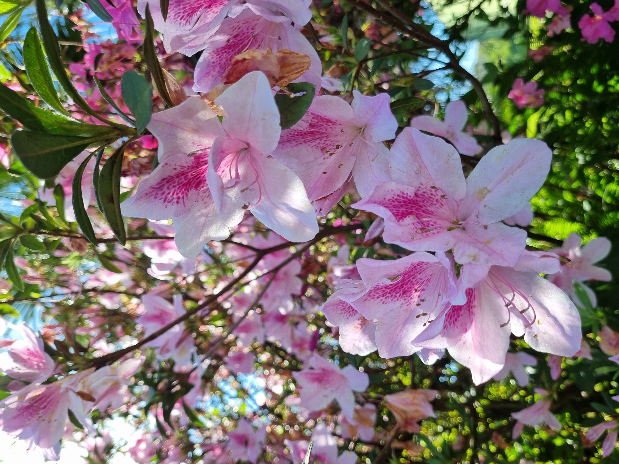 The image shows a close-up of pink azalea flowers and green foliage. The flowers are delicate and have intricate patterns of darker pink veins. Some of the flowers are in full bloom, while others are still buds. The background is a blur of green leaves and bright sunlight, suggesting an outdoor setting. There are no people or man-made objects visible in the image, and it is not possible to determine the specific location within Laranjal Paulista, Brazil based solely on the visual information provided. The scene depicts natural beauty, likely in a garden or park.