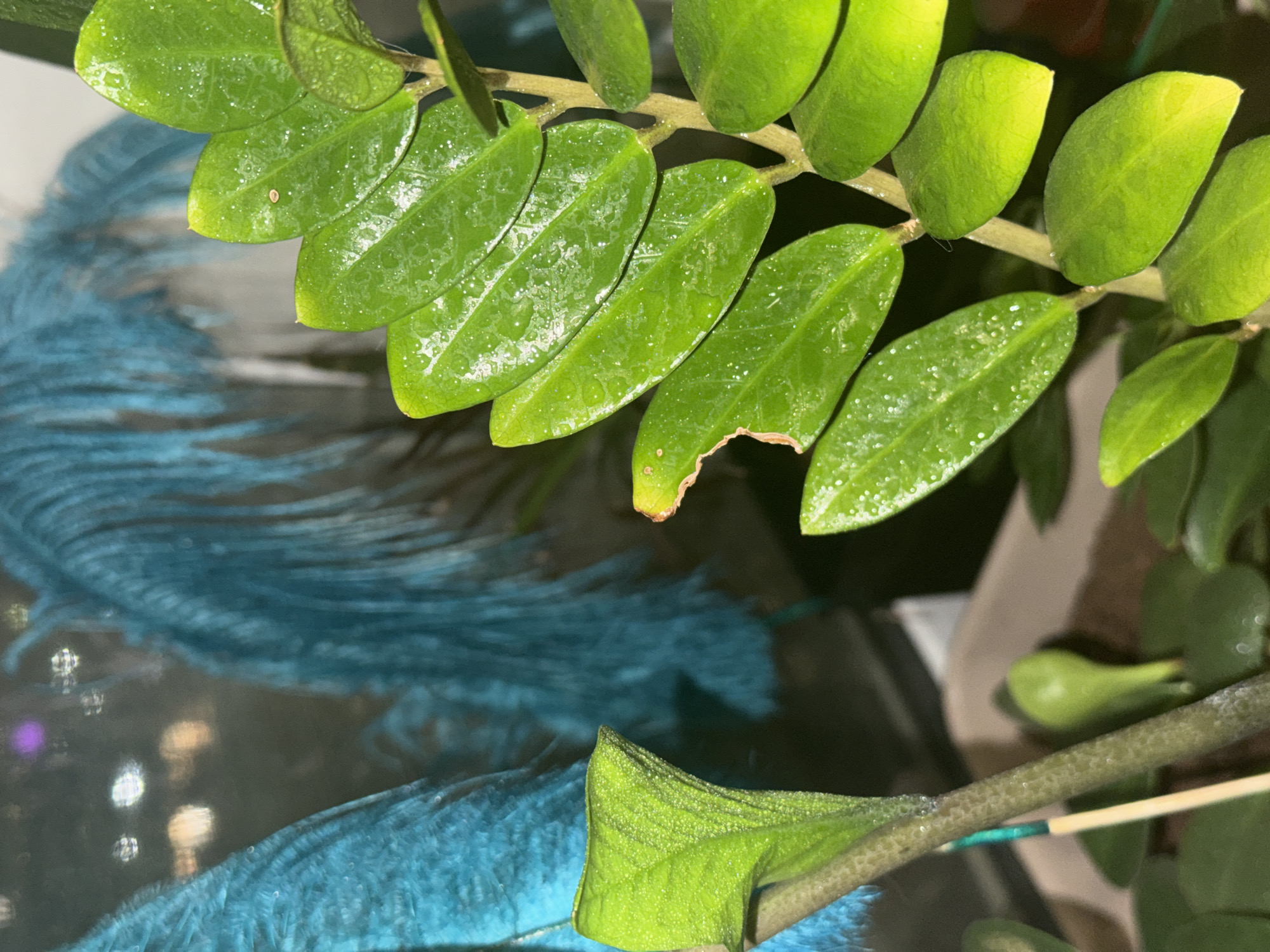 A close-up shot captures a ZZ plant with vibrant green leaves that are glistening with moisture. One leaf has a noticeable bite taken out of it, exposing the inner tissue. In the background, there is a blurry blue feathered object against a dark, reflective surface. The composition is tightly framed, focusing on the plant's texture and the surrounding contrast. There is no information in the image or its cropped hints that indicate the location to be the city of Nizhny Novgorod, Russia.