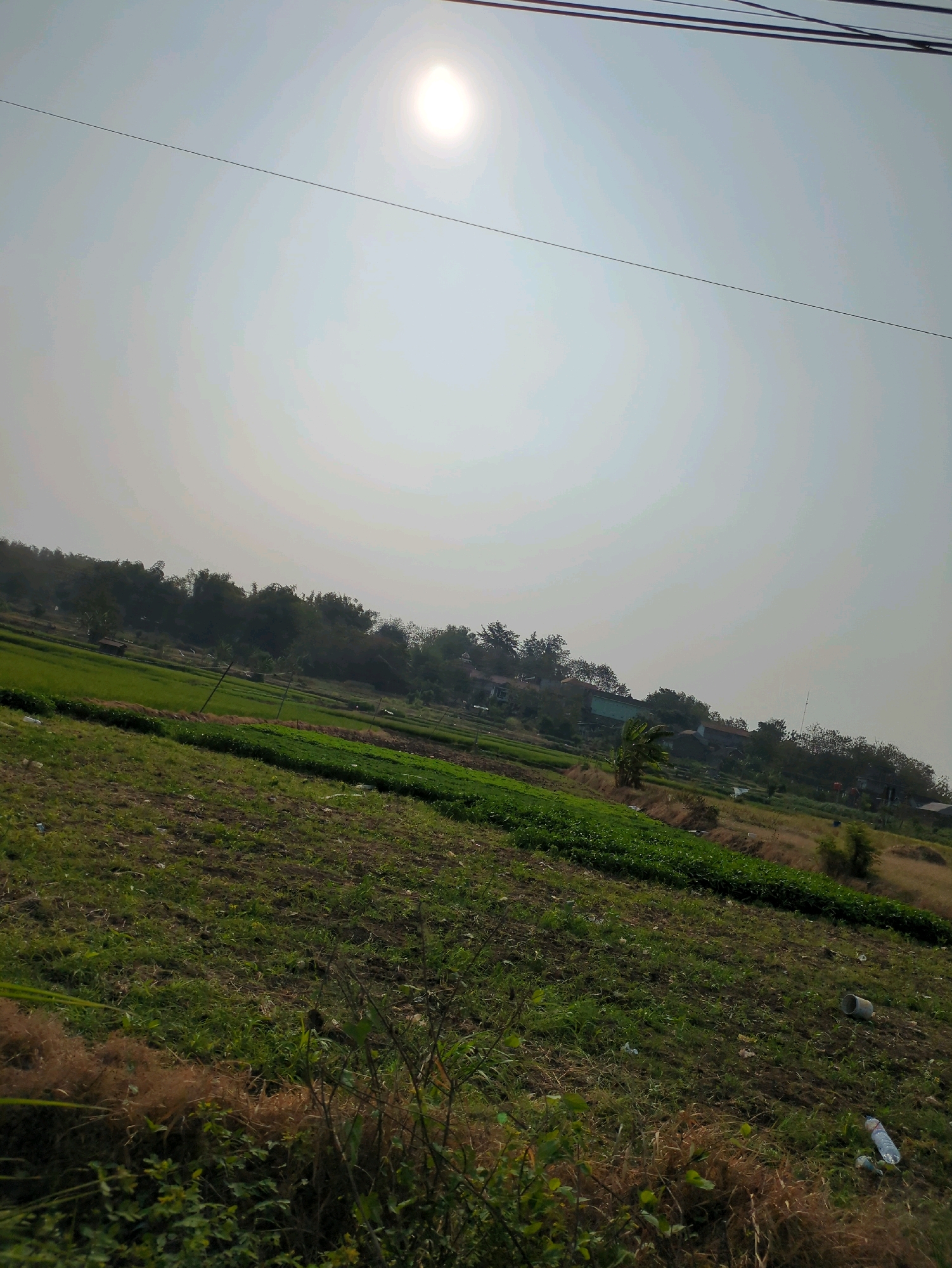 The image depicts a rural scene in Desa Ngesrep, Indonesia, under a hazy, bright sky with the sun positioned high and slightly off-center. The landscape is characterized by agricultural fields, with some areas showing tilled soil and others covered in green vegetation, possibly crops. In the middle ground, there is a distinct line of lush green plants or crops, suggesting a cultivated area. Beyond the fields, a treeline with various types of trees, including bamboo, forms a natural backdrop. Scattered among the trees and along the horizon are small buildings, indicating a village or residential area within the rural setting. A few utility poles and wires are visible in the upper portion of the image, stretching across the sky. The overall impression is of a tranquil, sun-drenched agricultural landscape in a village environment.