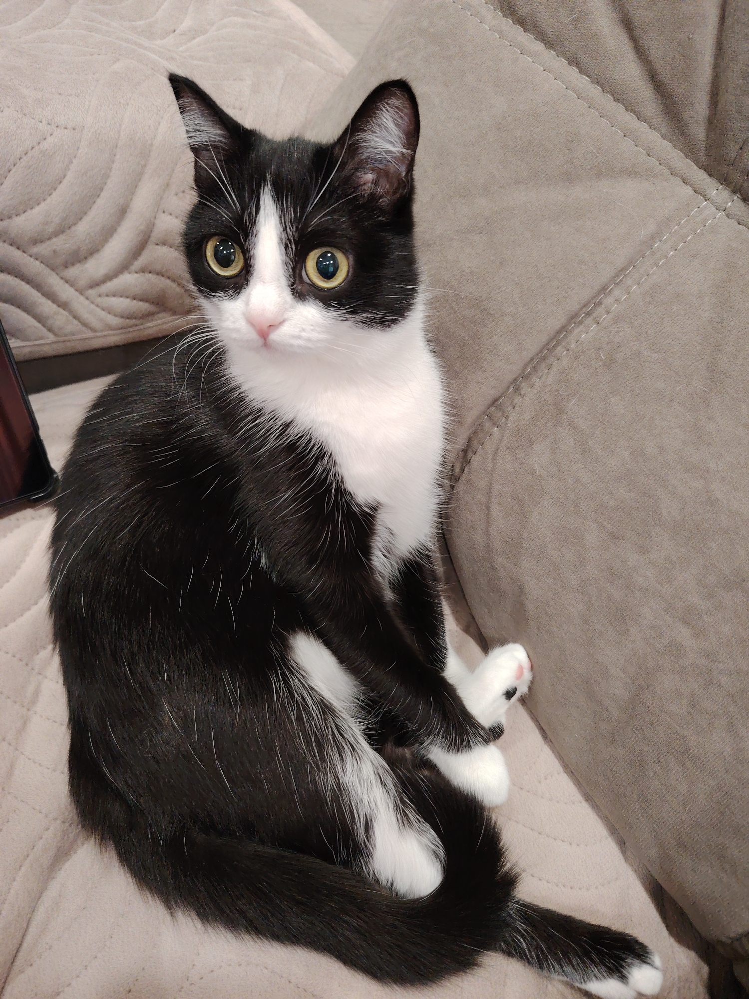 A black and white cat sits on a beige couch. The cat is positioned facing forward, with its front paws tucked in. Its tail is extended to the lower right. The cat has yellow eyes and a pink nose. The couch is textured and has a raised cushion. A dark-colored electronic device is visible to the left of the cat. The location is Unknown, Unknown.