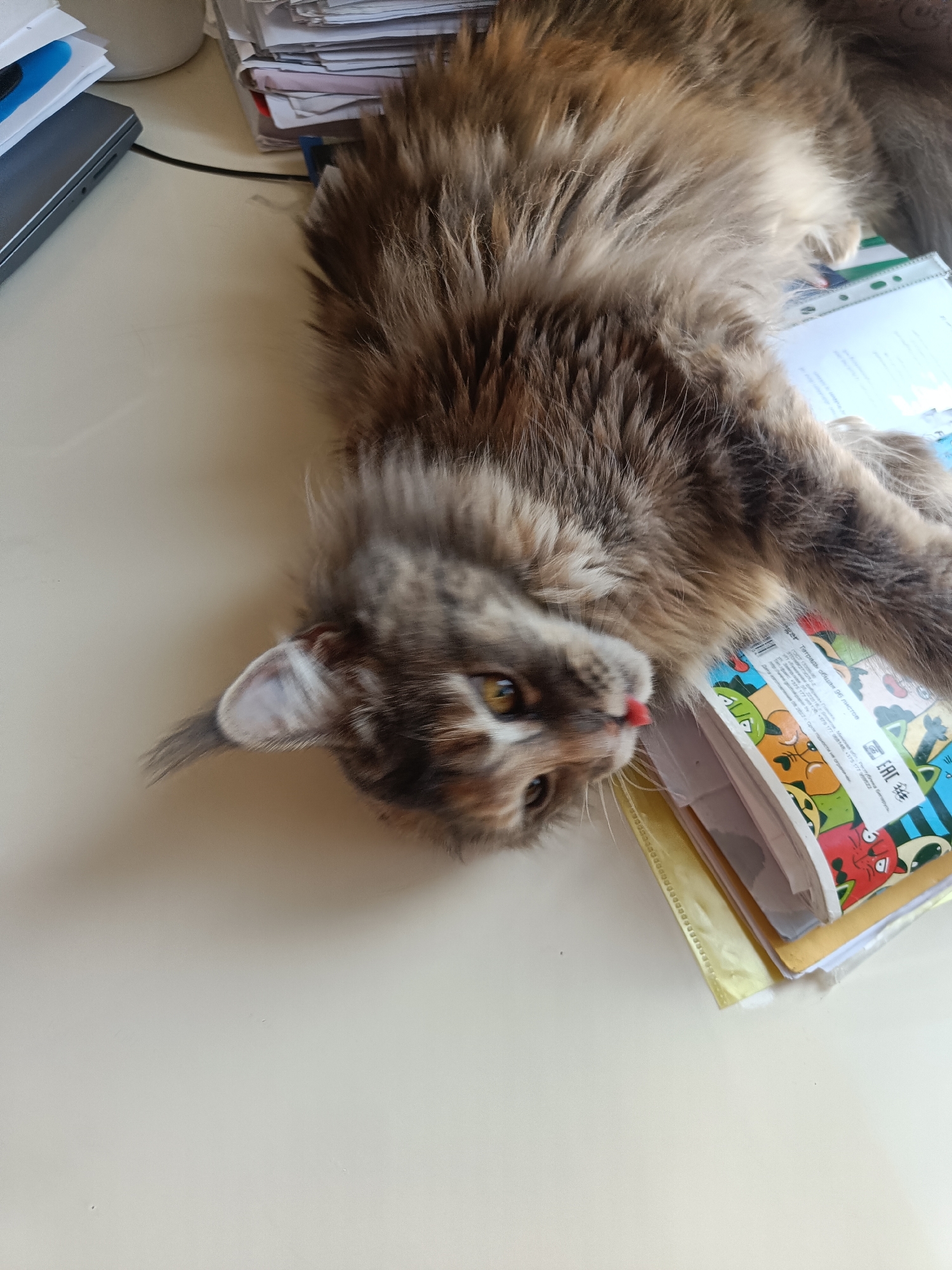 A fluffy cat is lying on a desk, partially on top of a stack of notebooks and papers. The cat has grey and brown fur and is sticking its tongue out. A laptop and additional papers are also present on the desk. The location is unknown.