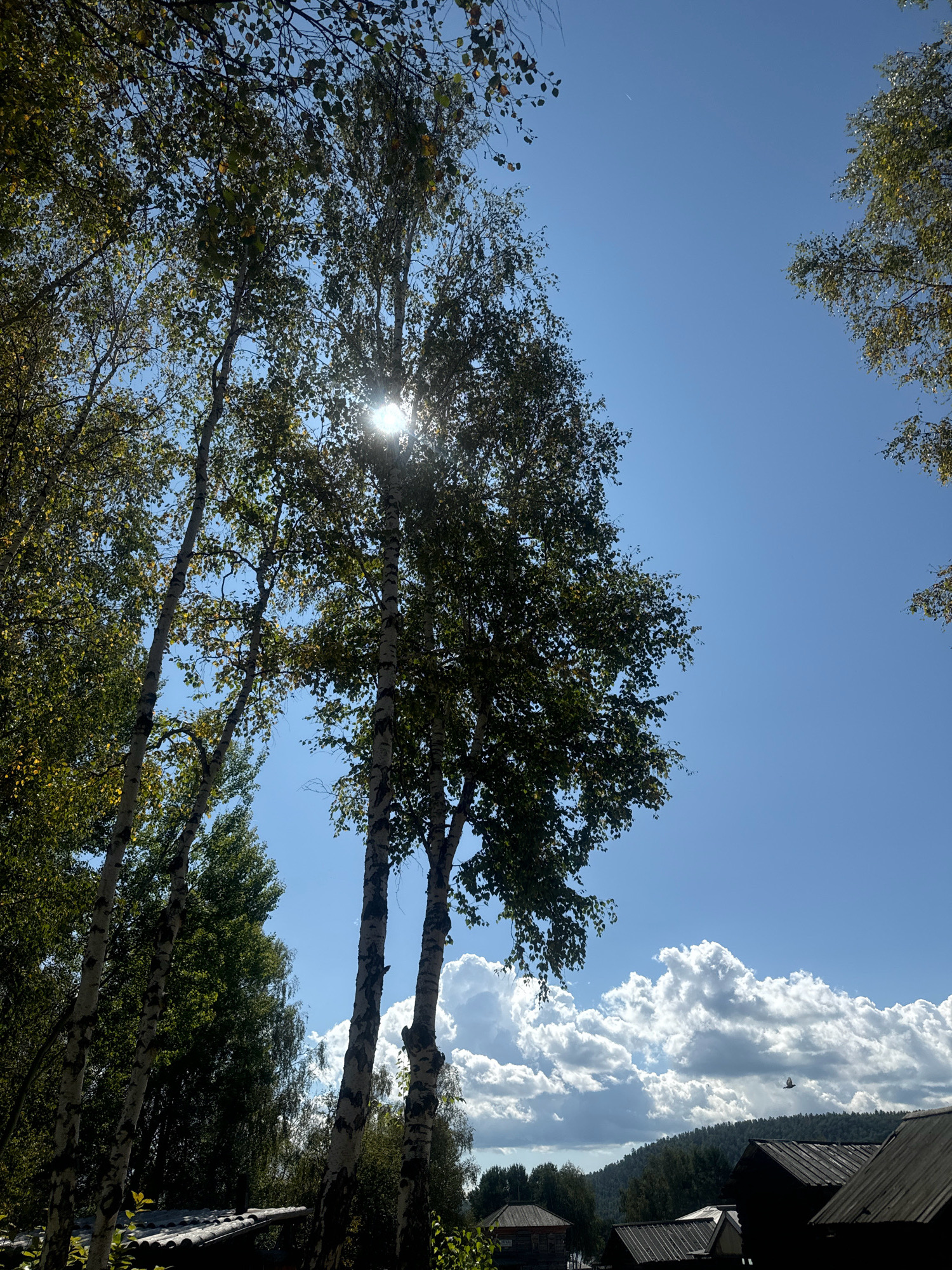 The image depicts a bright, sunny day in Taltsy, Irkutsk, Russia, viewed from a low angle looking up at the sky through birch trees. The sun is partially obscured by the leaves and branches of a prominent birch tree in the foreground, creating a lens flare effect. The sky is a clear, vibrant blue, with scattered white cumulus clouds forming a dramatic backdrop. In the distance, a forested hillside is visible, leading down to a cluster of rustic wooden buildings with dark, sloped roofs, characteristic of rural architecture. One of the buildings in the foreground has a corrugated roof. A small, dark object, possibly a bird, is captured in flight against the clouds. The overall scene suggests a peaceful, natural setting within a settlement.