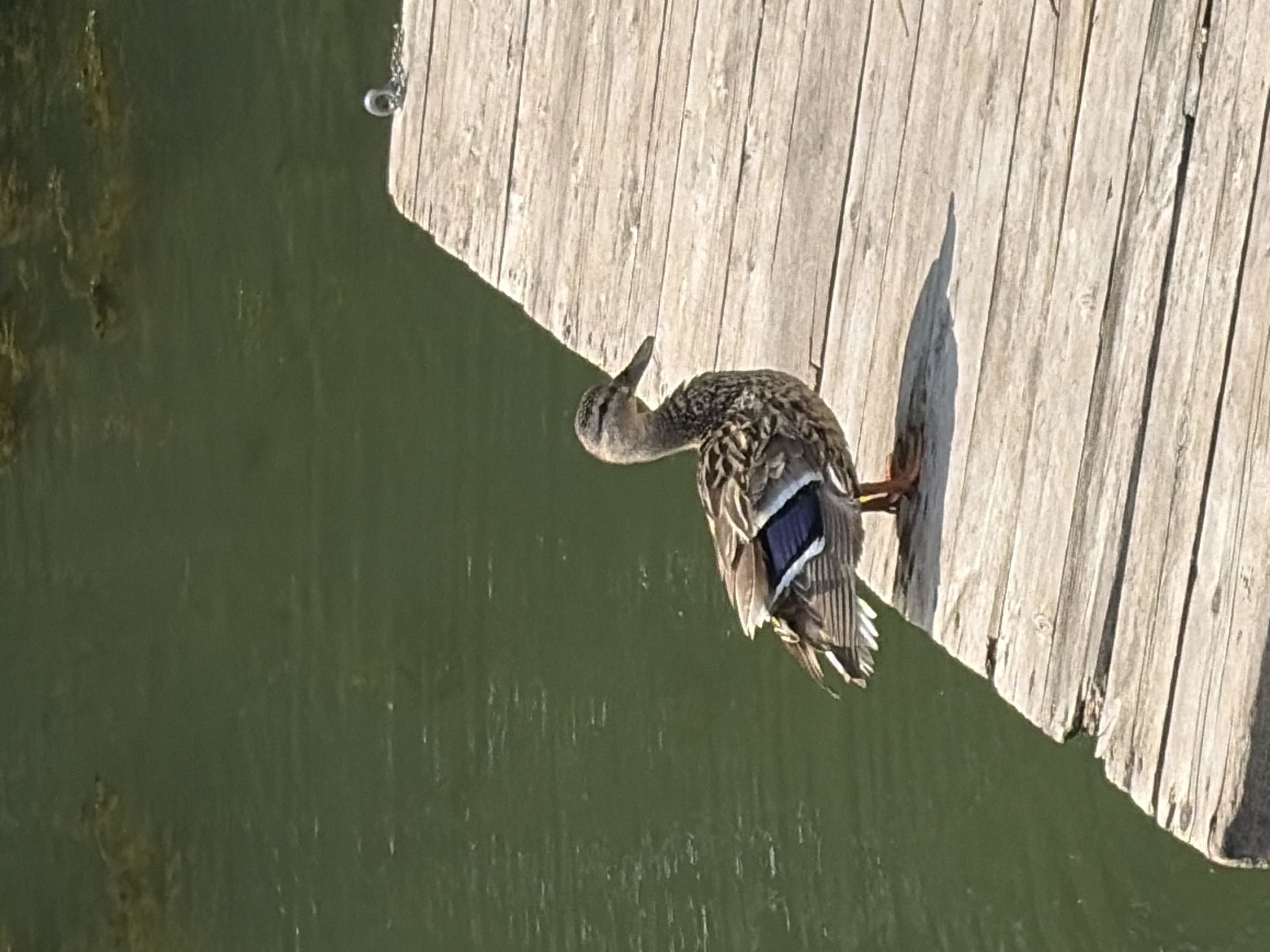 A female mallard duck stands on a weathered wooden dock next to a body of green water. The duck is facing left, its body angled towards the viewer. Its feathers are mottled brown and gray, with iridescent blue and white markings on its wings. The dock is constructed of horizontal wooden planks, appearing aged and sun-bleached. In the background, the water is calm with some ripples and patches of submerged vegetation. To the upper right of the image, a metal ring is attached to the edge of the dock, with a short length of chain leading from it. The scene suggests a natural setting within the city of Berdsk municipality, Russia, likely a waterfront area accessible by a dock.
