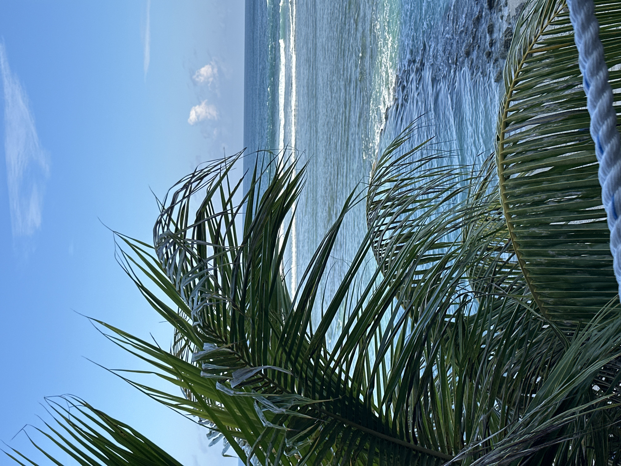 The image captures a serene tropical scene. In the foreground, lush green palm fronds are the dominant element, partially obscuring the view beyond. The fronds are detailed and sharp, suggesting they are close to the viewer.
Beyond the foliage, a tranquil ocean stretches towards the horizon. The water exhibits various shades of blue, transitioning from a lighter turquoise near the shore to a deeper blue further out. Gentle waves are visible, breaking as they approach a rocky coastline. The coastline itself appears to be a natural formation, with rocks visible both in and out of the water.
The sky above is a clear, bright blue, with a few wispy white clouds scattered across it. The overall lighting suggests a bright day, possibly late morning or early afternoon, with sunlight illuminating the scene. A white rope with blue accents is visible in the lower right corner, implying that the vantage point is from a deck, balcony, or similar structure overlooking the ocean.
The scene is devoid of any human presence or activity. The environment is natural and undisturbed, evoking a sense of peace and relaxation. While the image is not explicitly identified as being in Kuta Selatan, Indonesia, the presence of palm trees and the tropical ocean scenery are consistent with coastal areas in such a location.