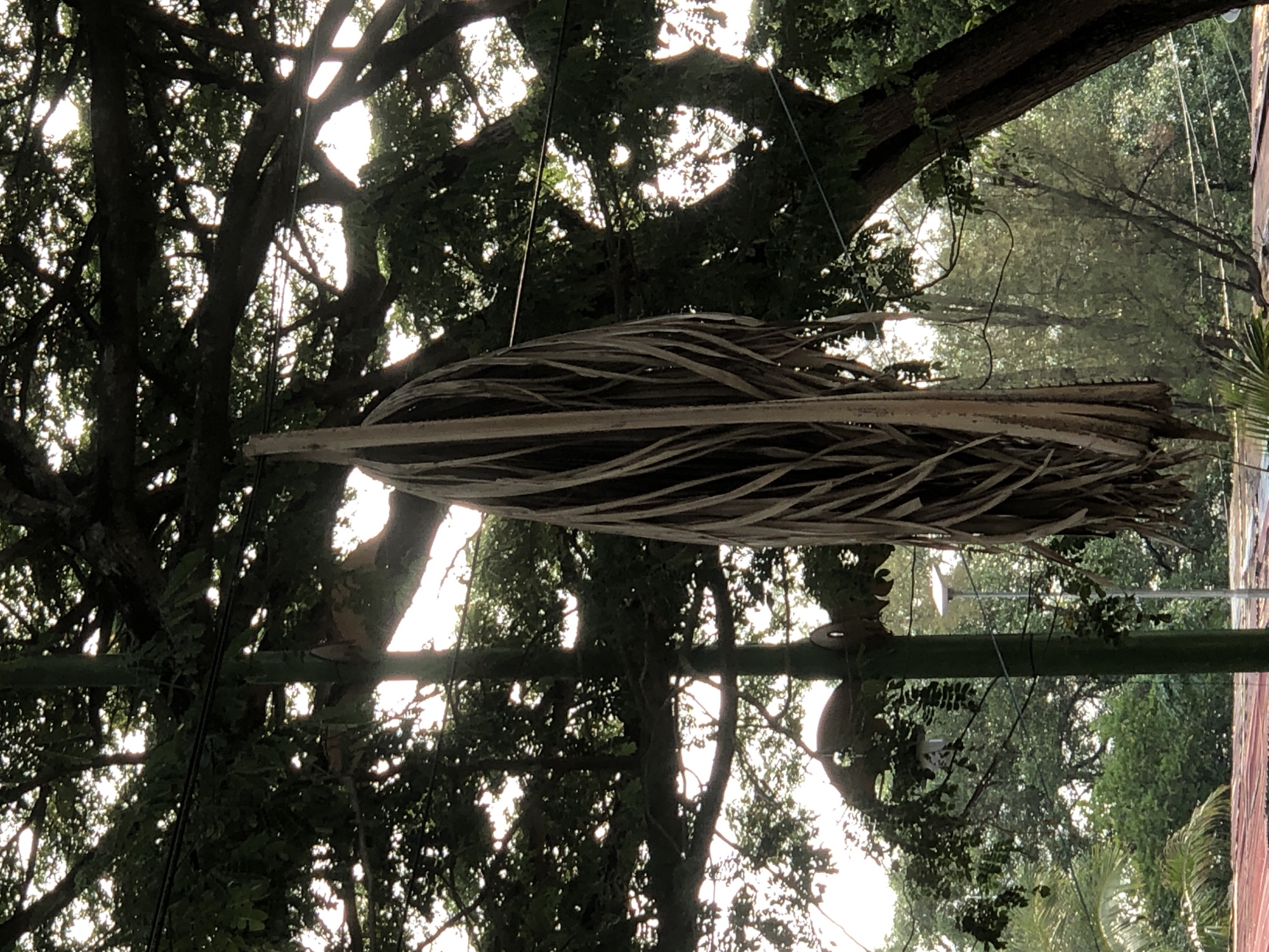 This image captures a close-up view of a dried palm frond hanging from a tree, with branches of the tree forming a canopy above. The scene is set outdoors, under a bright sky that filters through the leaves, creating a dappled light effect. In the background, several power lines are visible, suggesting an urban or semi-urban environment. A tall, dark green pole with some leafy vines growing on it stands to the left of the palm frond. In the far background, a small, white solar-powered street lamp is visible on the pole. The overall impression is one of nature intertwined with infrastructure, possibly in a park or residential area of Lhokseumawe, Indonesia.