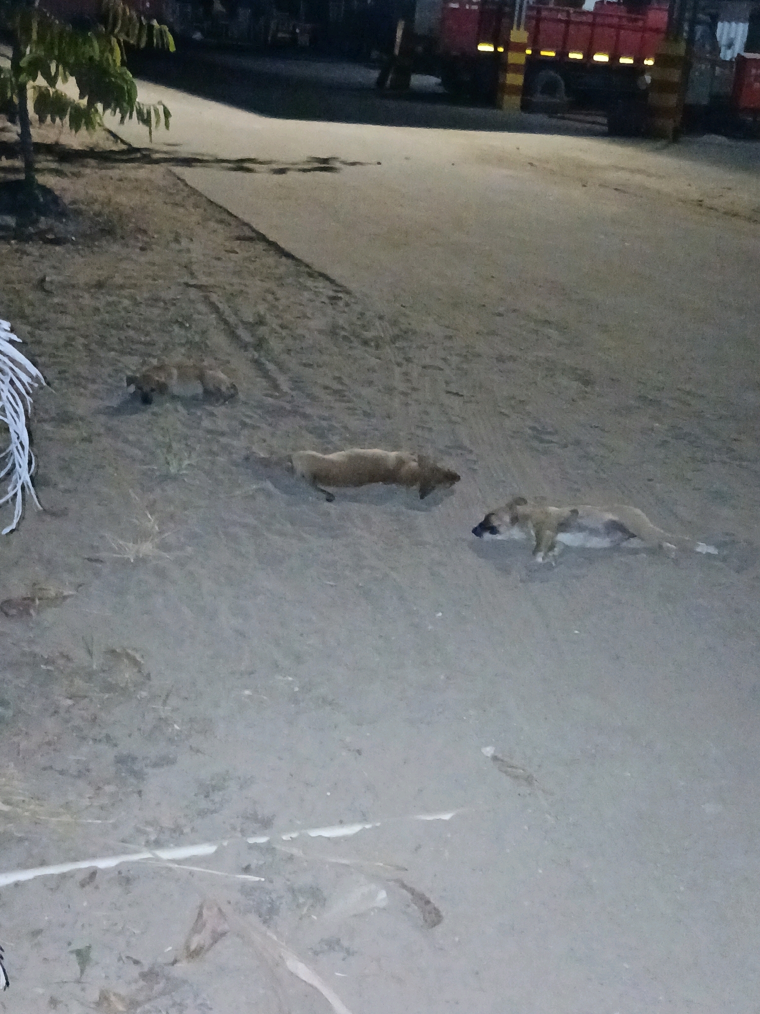The image shows a dimly lit outdoor scene in Pangkalpinang, Indonesia, likely at dusk or night. The foreground is a sandy or dirt ground with some sparse vegetation. Several dogs are visible, some lying down and appearing inactive. In the background, there is a paved road and a large, red truck with yellow vertical stripes, possibly a delivery or transport vehicle. The overall impression is one of a quiet, possibly rural or industrial area on the outskirts of the city.