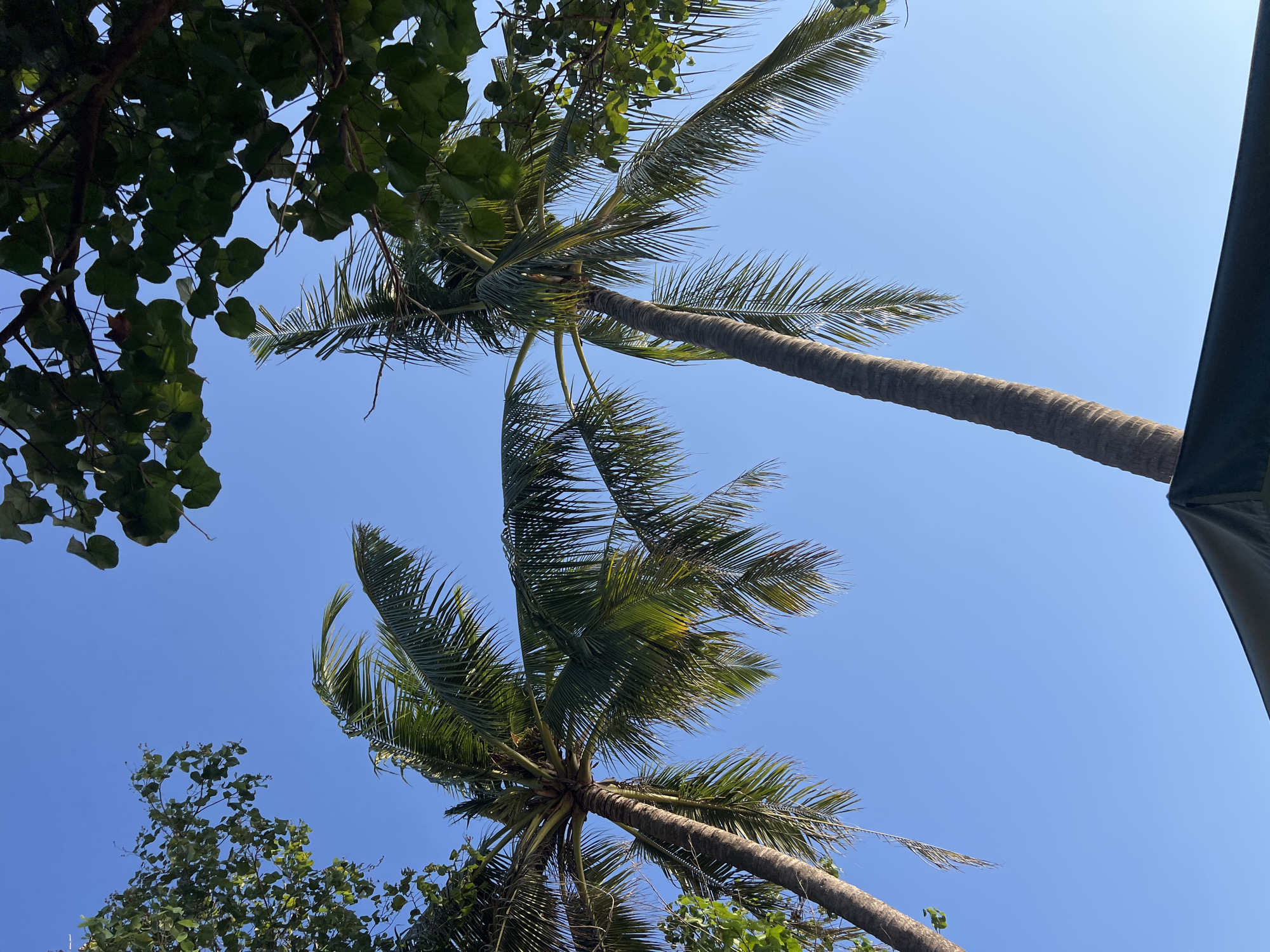 The image shows a clear blue sky with two palm trees silhouetted against it. The fronds of the palm trees are green and lush, and they are swaying gently in the breeze. In the foreground, there is a dark-colored awning or umbrella, partially obscuring the bottom of the frame. The image is taken from a low angle, looking up towards the sky and the tops of the trees. This scene is characteristic of the tropical environment found in Kuta, Indonesia, a popular tourist destination known for its beaches and palm-lined shores.