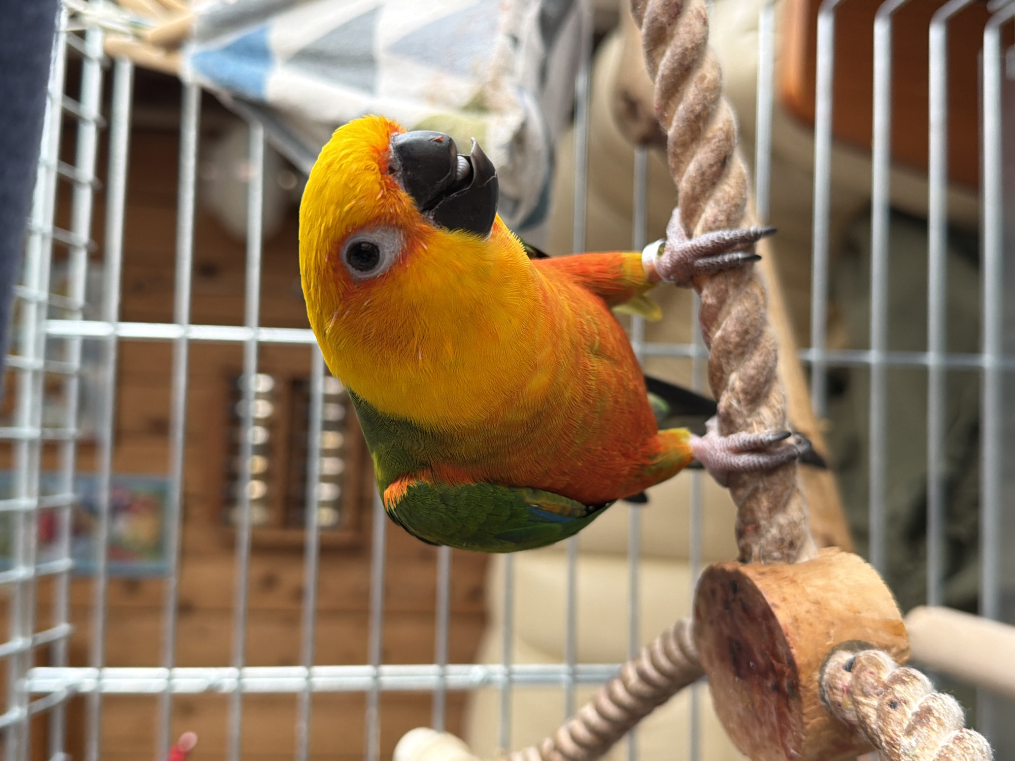 A close-up shot shows a Sun Conure parrot perched on a rope in a cage. The parrot has bright yellow and orange feathers on its head and chest, transitioning to green on its wings and back. Its beak is black, and its eyes are dark. The parrot's left foot is visible, wearing a small, light-colored band. The cage bars are silver, and a wooden perch with a carved cylindrical end is also visible. In the background, a wooden wall with shelves holding small bottles can be seen, along with a blurry fabric item with blue and white geometric patterns. The scene appears to be indoors, likely a domestic setting. There is no indication of the location being in the city of Khimki, Russia.