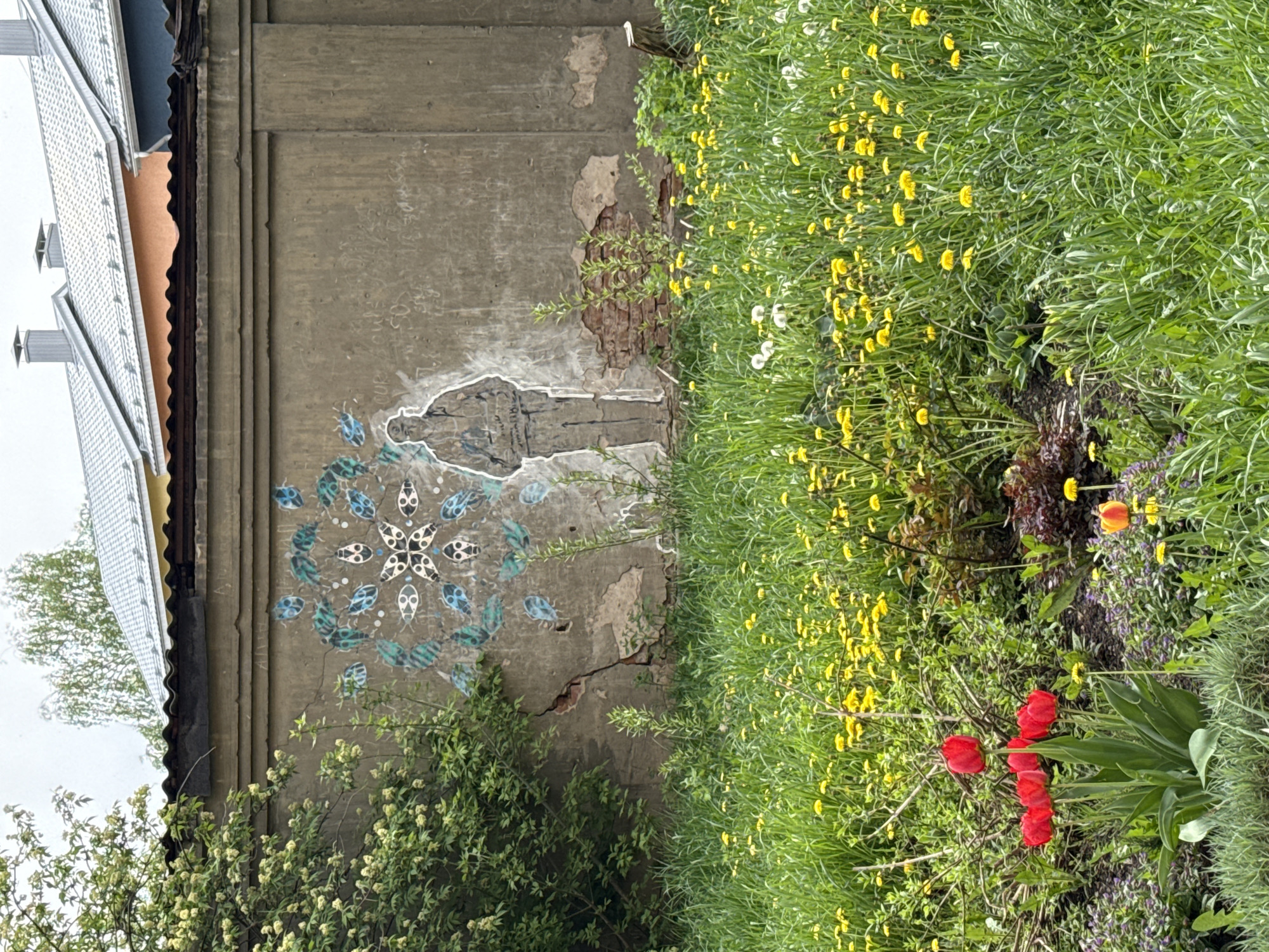The image shows a section of an old, gray concrete wall in Votkinsk, Russia. The wall features peeling paint and a crack running horizontally across it. Graffiti is visible on the wall, consisting of a stylized figure of a person and a circular design with insect-like figures. To the right of the wall is a lush green area with various plants and flowers, including dandelions, red tulips, and an orange tulip. A bush with small white flowers grows at the base of the wall. The edge of a building with a silver-colored roof is visible on the left side of the image. The sky appears overcast.