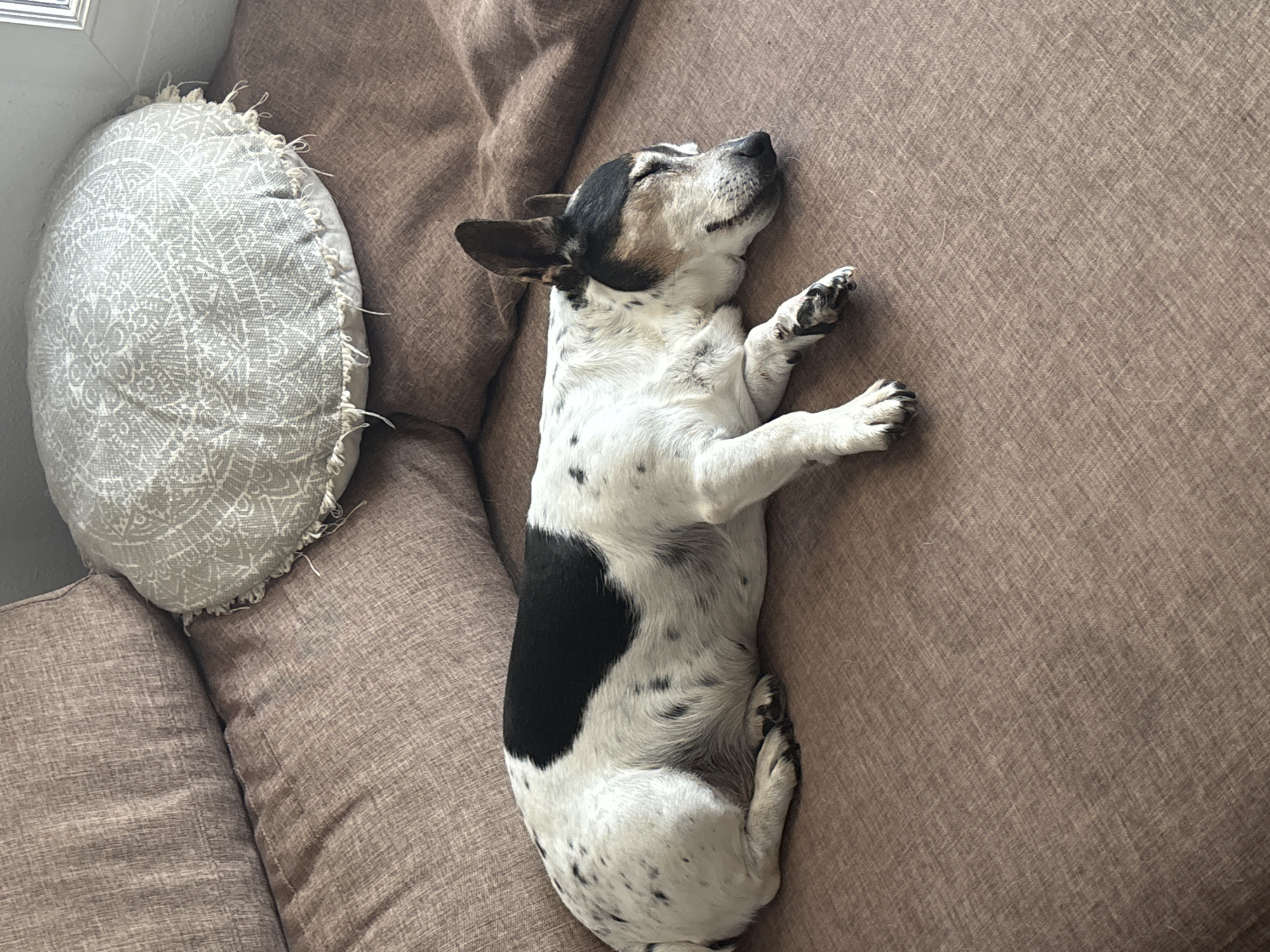 A black and white dog with spots is sleeping on a brown sofa. The dog is lying on its side with its eyes closed and its head resting on its paws. A round, decorative pillow with a patterned design is visible behind the dog, on the sofa. The sofa appears to be in a living room, with a window visible in the background. The overall impression is one of peace and relaxation.