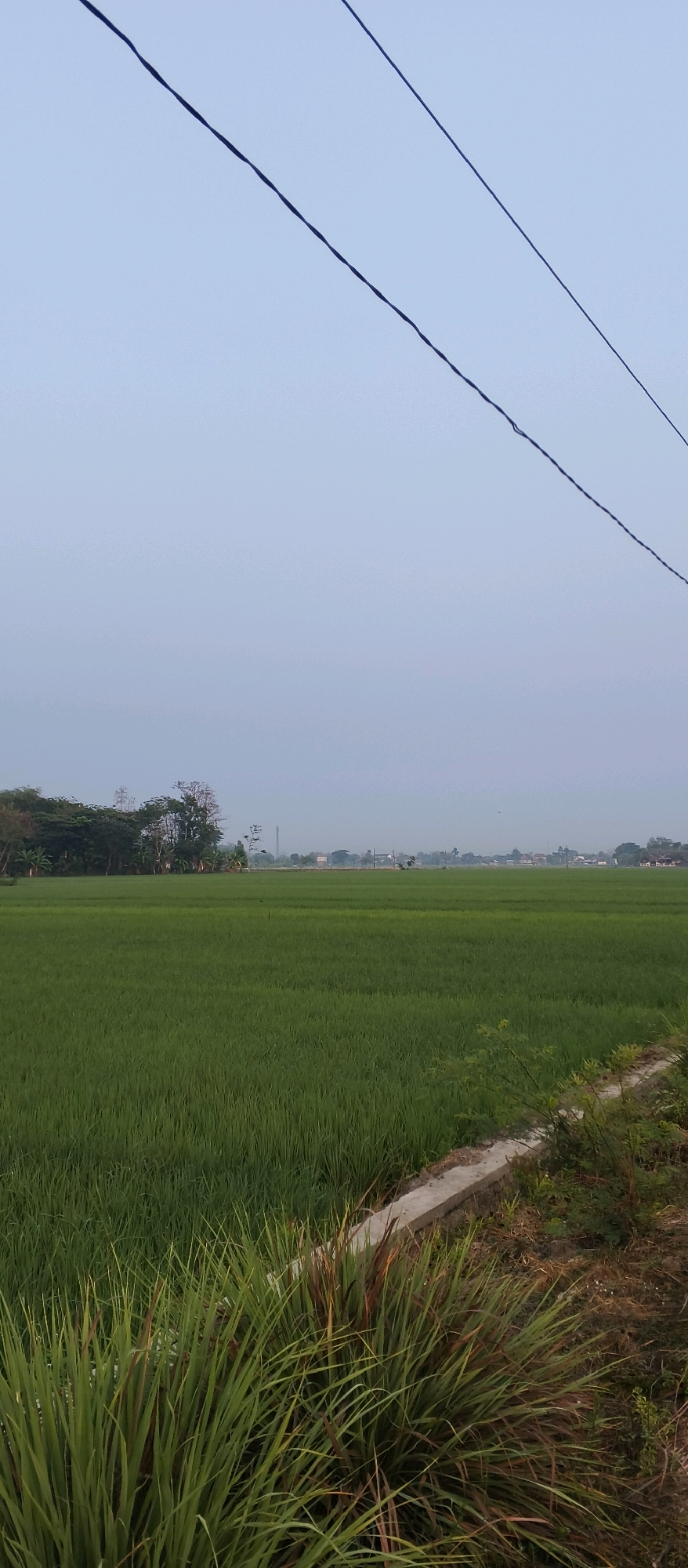 An outdoor, eye-level, vertical shot captures a serene landscape in Japanan, Indonesia, characterized by a vast, lush green rice field under a hazy, pale blue sky. Three dark electrical wires are prominently stretched across the upper portion of the frame, diagonally oriented from left to right. The field extends into the distance, meeting a line of trees and a few scattered buildings, including a tall antenna or tower, suggesting a rural or semi-rural setting. In the foreground, the edge of the rice field is bordered by a concrete structure and overgrown grasses with reddish-brown tinges. The overall atmosphere is tranquil and natural, with no people or animals visible in the scene.