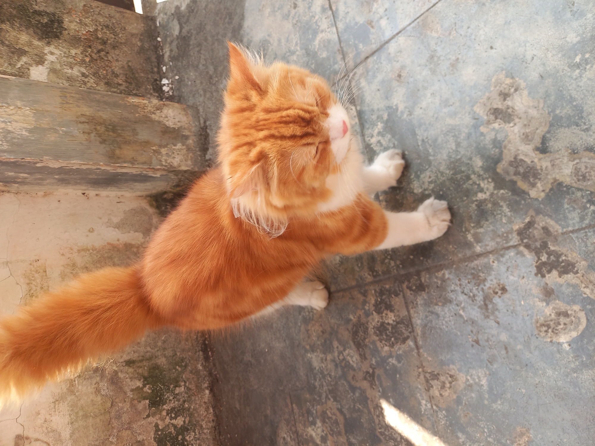 An orange and white cat stands on a tiled outdoor surface, possibly a patio or walkway. The cat is facing downwards and to the right, with its eyes closed. Its tail is held high and appears fluffy. Behind the cat is a weathered wall, with patches of moss or discoloration. The tiled ground shows signs of wear and some scattered debris. The lighting suggests it is daytime, with shadows indicating sunlight. The scene appears to be in a residential or outdoor urban setting.