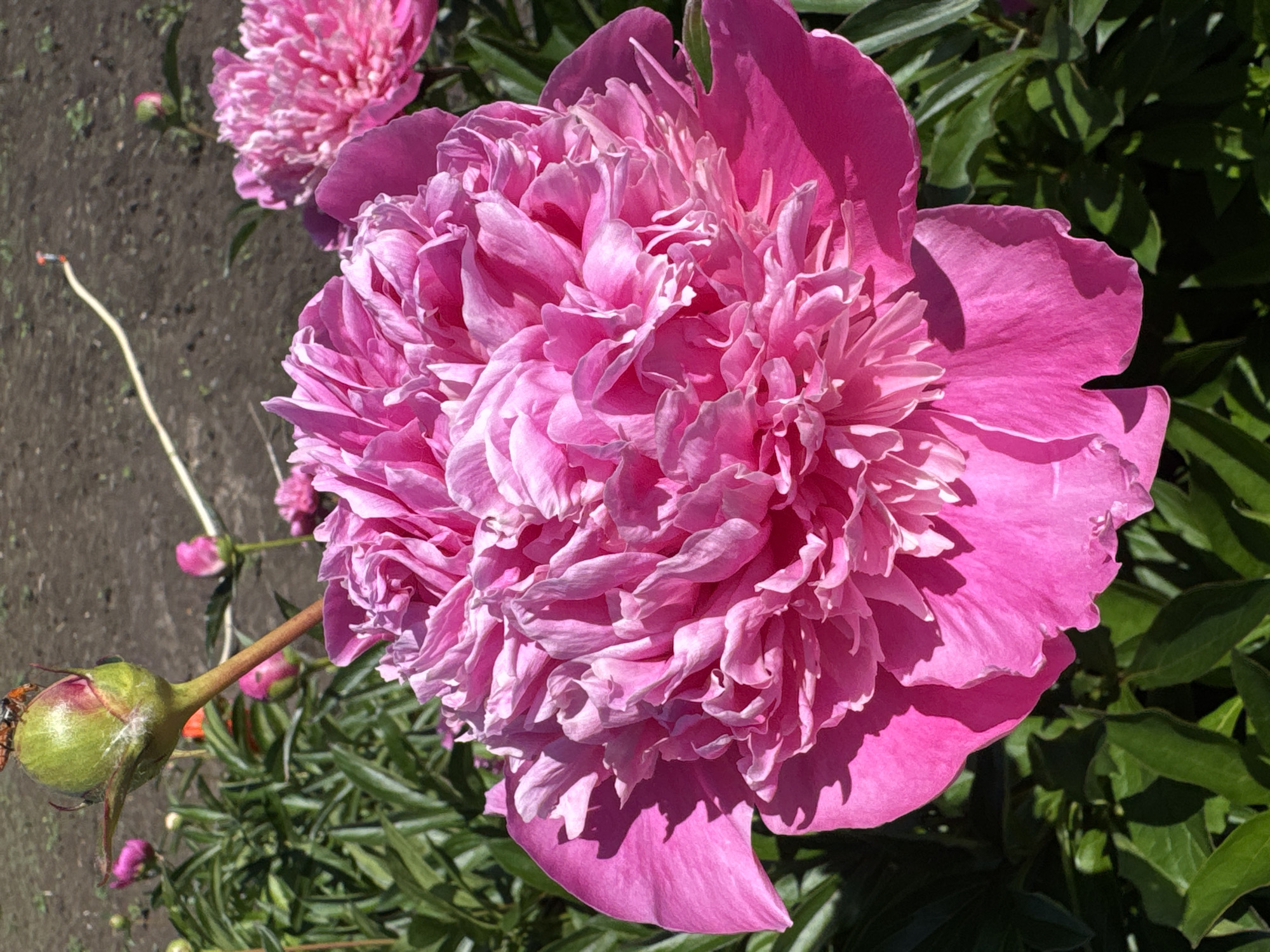 A close-up, full shot captures a vibrant pink peony in bloom, its dense petals unfurling in intricate layers. The flower dominates the foreground, casting a soft shadow on its waxy, green leaves. To the left, a small green bud, crowned with a hovering insect, hints at future blooms. In the background, a blurred garden scene unfolds with more pink peonies and a patch of dark soil. A thin, yellow hose snakes across the soil, its end barely visible. The image appears to be taken outdoors on a sunny day.
