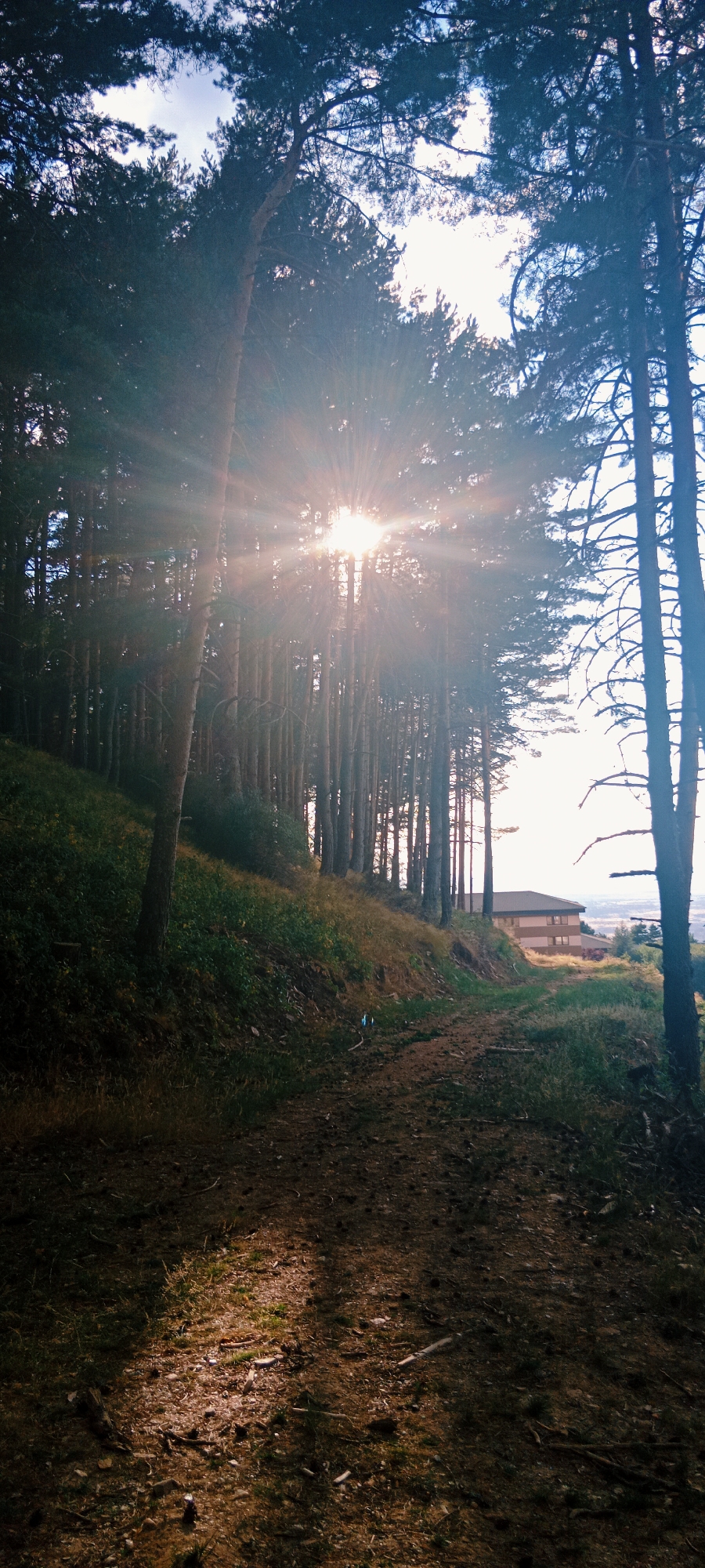 This is a vertical, eye-level shot taken from a dirt path in a forest with tall pine trees. The sun is shining through the trees from the left side of the frame, creating strong rays of light. On the left side of the path, there is a grassy slope with some brush. In the background, a multi-story building with a light-colored facade and a dark roof is visible, situated on a hill above the treeline. The path itself is covered with dirt, pine needles, and small branches. The environment appears to be a natural forest area bordering a developed area, likely in Cerezo de Arriba, Spain, given the context. There are no people or animals visible in the image.
