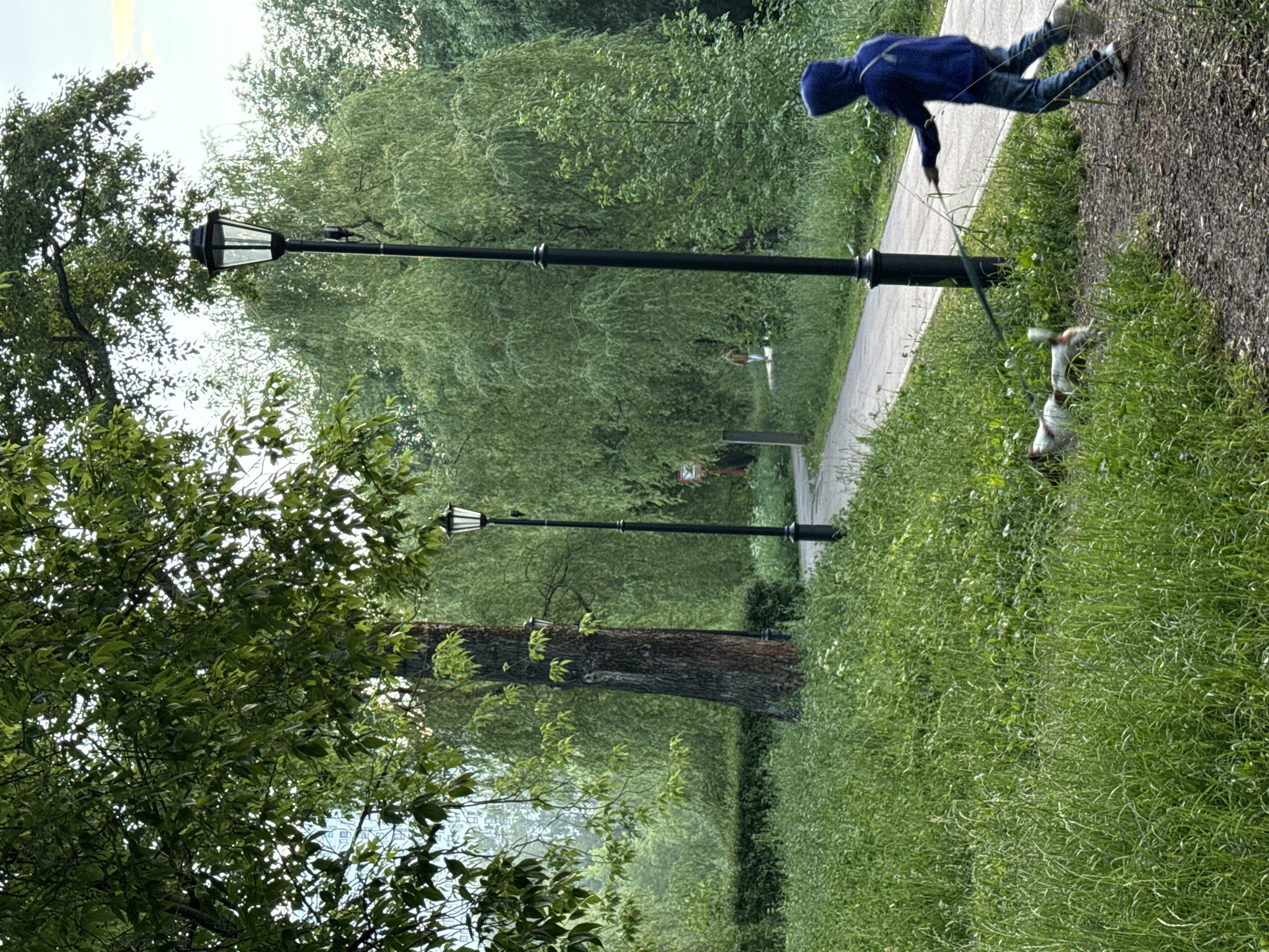 The image depicts a person in a blue hoodie and jeans walking a small dog on a leash in a park. The scene is lush and green, with a paved pathway winding through abundant foliage. A tall, black lamppost stands prominently on the left side of the pathway, and another similar lamppost is visible further down the path. A large tree trunk is also present in the foreground, with leafy branches extending upwards and to the left. The grass is long and appears slightly wild, with patches of lighter green suggesting a naturalistic setting. In the background, dense green trees create a somewhat diffused backdrop. The lighting suggests it is daytime, likely overcast given the soft, diffused light and lack of harsh shadows. The orientation of the image is rotated 90 degrees clockwise. The overall impression is one of a serene, natural environment within an urban park setting, possibly in Moscow, Russia. The activity is simple – a walk in the park, with no specific event indicated. The posture of the person suggests movement, walking away from the viewer, and the dog is actively engaged on the leash. No text is visible in the image.