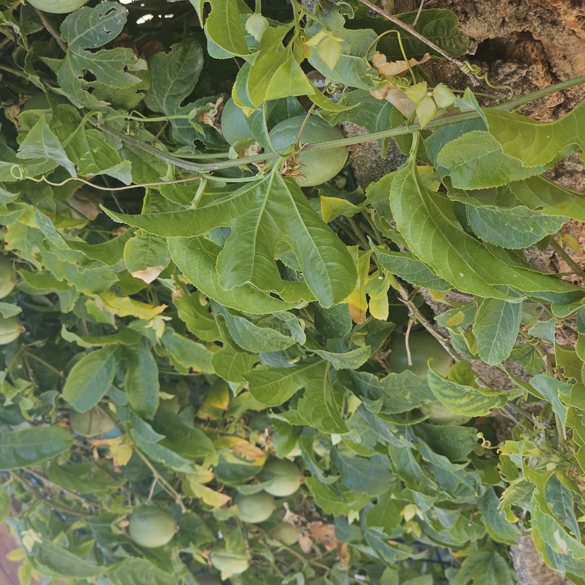 The image shows a close-up view of a passion fruit vine growing on a stone wall in Alanya, Turkey. The vine is abundant with lush green leaves and several unripe, green passion fruits. The fruits vary in size and are round to oval in shape. Tendrils of the vine are visible, along with some dried flower remnants. The stone wall appears weathered and textured. The lighting suggests it is daytime, with natural sunlight illuminating the scene, creating subtle shadows amongst the foliage. There are no people or animals in the image.