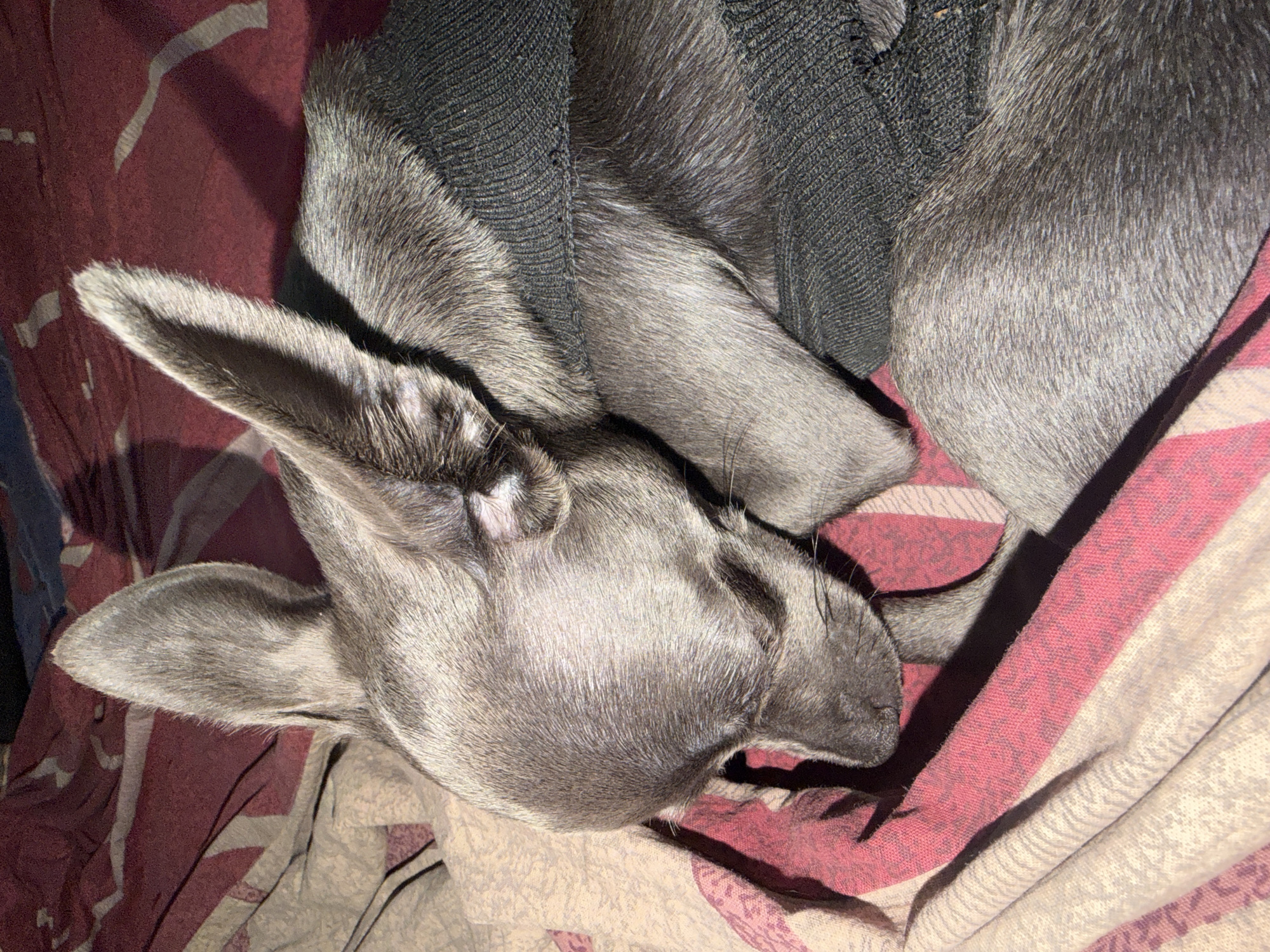 The image shows a close-up of a small, gray dog, possibly a chihuahua, sleeping on a bed with striped bedding. The dog is wearing a black bandage or wrap around its torso. The bedding has stripes of pink, beige, and maroon. The lighting suggests the image was taken indoors, likely in a residential setting. There is no visible indication of the dog's location within Novaya Usman', Russia.