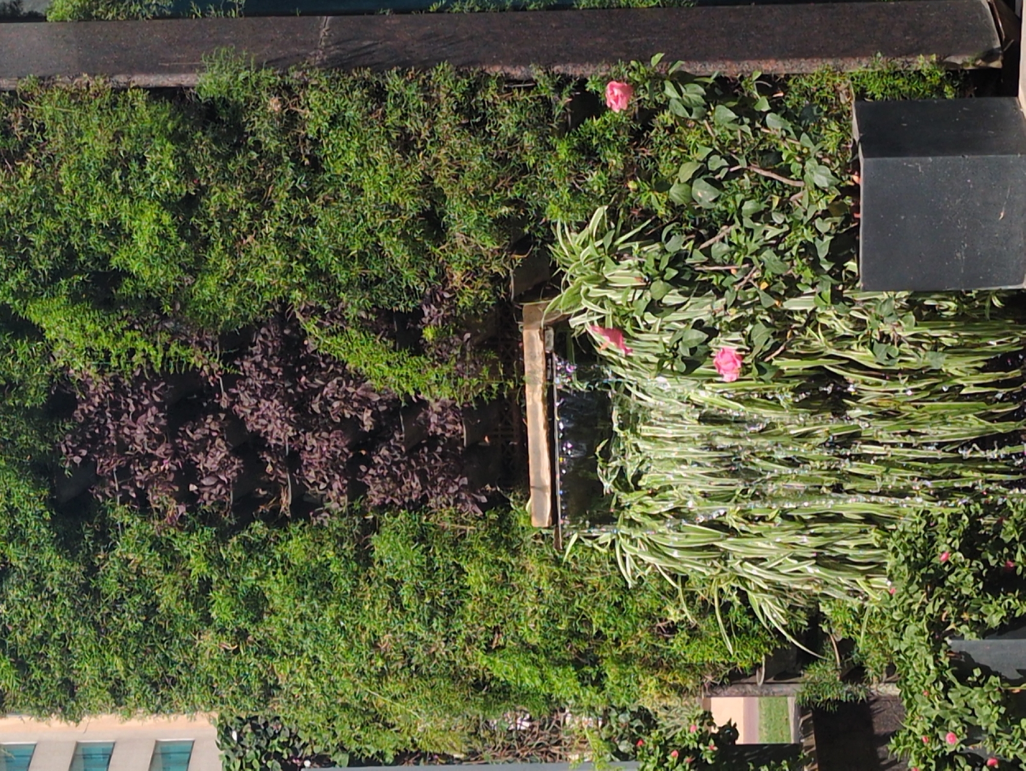 The image depicts a vertical garden in an urban environment. The main elements are dense green foliage, interspersed with patches of purple plants, along with a few pink flowers. A water feature with long, striated green leaves and water droplets is visible in the right portion of the image. A dark, possibly stone or concrete border is seen at the top. At the bottom of the image, parts of a building with blue-tinted windows are visible, hinting at the setting being an urban area. Based on the context of the query, the image is possibly located in Bengaluru, India.
