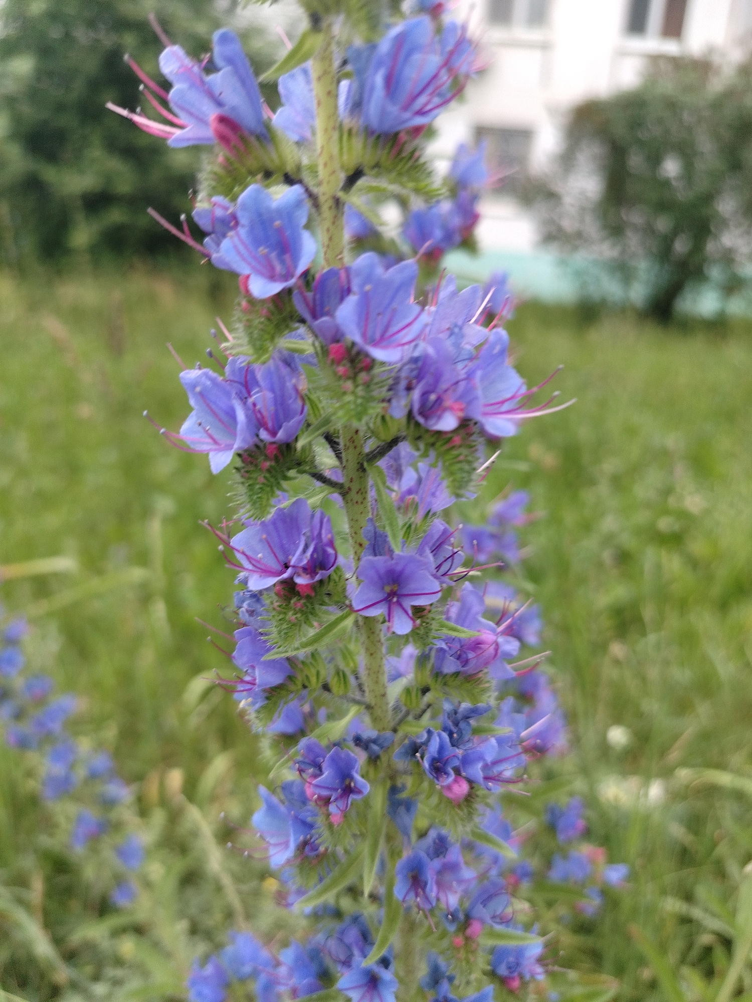 A close-up, vertically oriented, eye-level shot shows a vibrant purple flower stalk with numerous small, star-shaped blossoms. The flowers are a deep purple with delicate pink stamens extending outwards. The stalk is covered in fine, green hairs and dotted with small pink buds. The background is softly blurred, revealing a green grassy area, a hint of trees, and the facade of a white building with windows, suggesting an outdoor urban environment in Chaikovsky, Russia. The lighting is natural and diffused, creating a gentle focus on the flower.