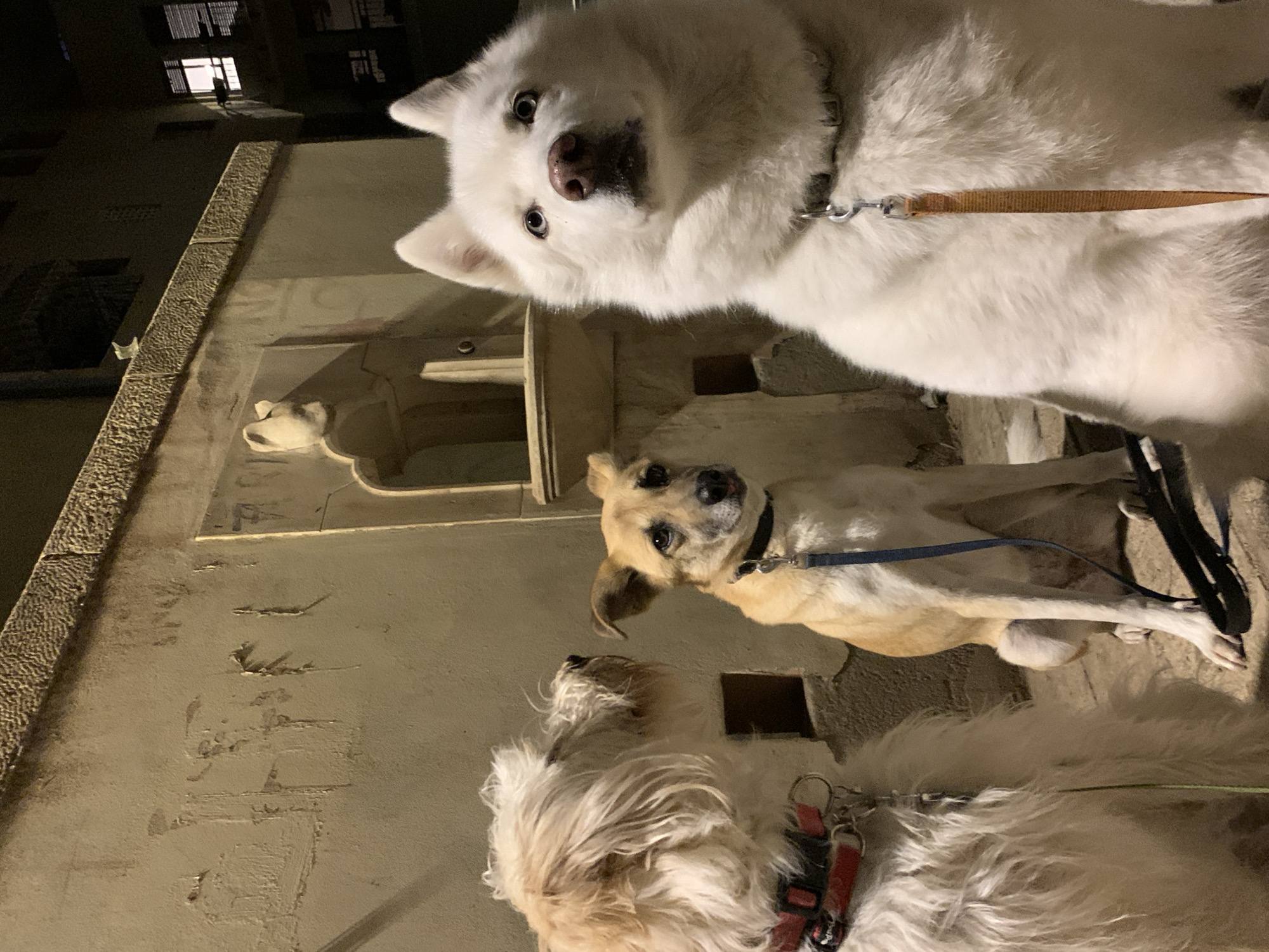 The image captures three dogs outdoors at night in Tel-Aviv, Israel. The scene is illuminated by artificial light, casting soft shadows and highlighting the subjects against a dark background.
A large, fluffy white dog, possibly a Samoyed, dominates the upper right portion of the frame, its head turned directly towards the camera with wide, alert eyes and a dark nose. It wears a metal chain collar with a light brown leash attached. Below and to the left of this dog, a smaller, light tan dog with short fur and floppy ears is visible, looking up and slightly to the right, also seemingly at the camera. This dog wears a black collar and a blue leash. In the lower left foreground, only the shaggy, light-colored head and back of a third dog are visible, wearing a red harness with a black and green leash.
The dogs appear to be paused on a walk, standing on what looks like concrete or stone pavement. The background consists of a building facade with textured details and dark window or door openings, suggesting an urban environment. The overall mood is quiet and observant. Faint, indistinct markings or faded graffiti are visible on a lower wall section or ground surface in one of the cropped hints, but no clear, decipherable text can be identified. The white dog's expression conveys curiosity and alertness, engaged with the viewer.