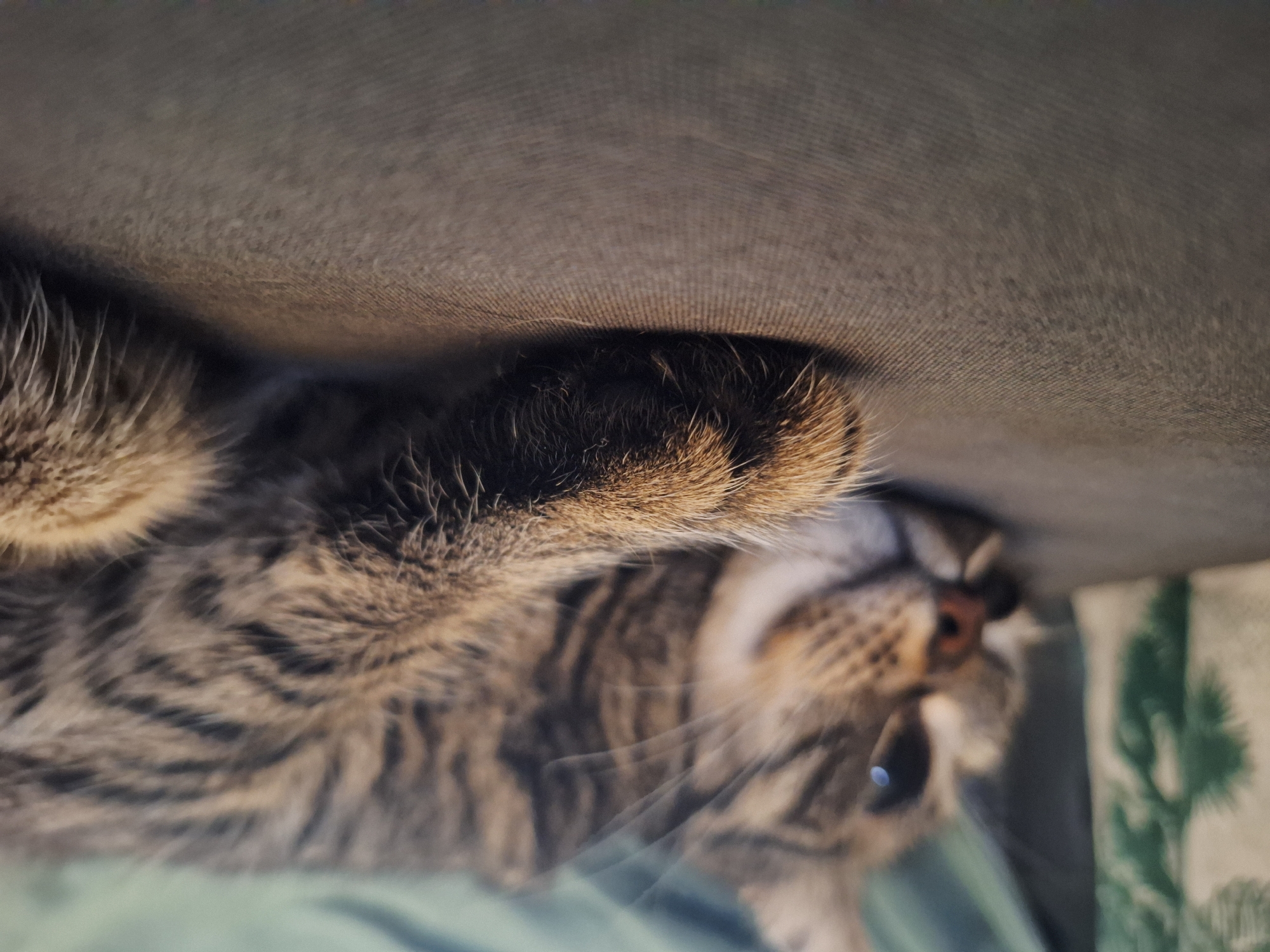 A close-up, slightly out-of-focus image shows a tabby cat lying on its back. The cat's paw is prominently featured, with a portion of it pressed against a gray surface. The cat's face, though blurred, is visible with its eyes closed. The cat rests on a green fabric-covered surface, and to the right of the cat's head, a patterned fabric with green and white elements is partially visible. The location is indeterminate.