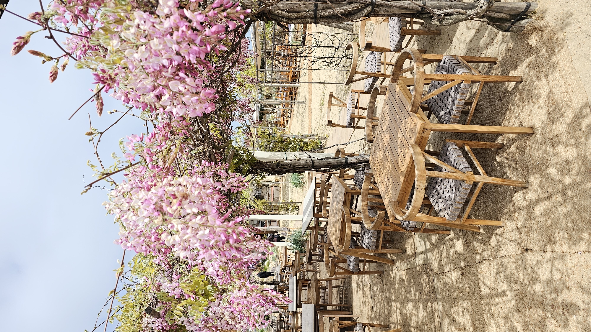 The image depicts an outdoor dining area in Varna, Bulgaria. A row of wooden tables and chairs is arranged on a sandy ground, under a canopy of flowering wisteria. The flowers are predominantly pink and white, creating a decorative overhead covering. The tables are rectangular, and the chairs have curved backs and woven seats. Sunlight filters through the canopy, casting shadows on the ground. In the background, additional tables and chairs are visible, along with trellises and other landscaping elements. In the middle ground there is a person wearing a black t-shirt and sunglasses. The sky is overcast, with a pale blue hue visible in the upper portion of the frame.