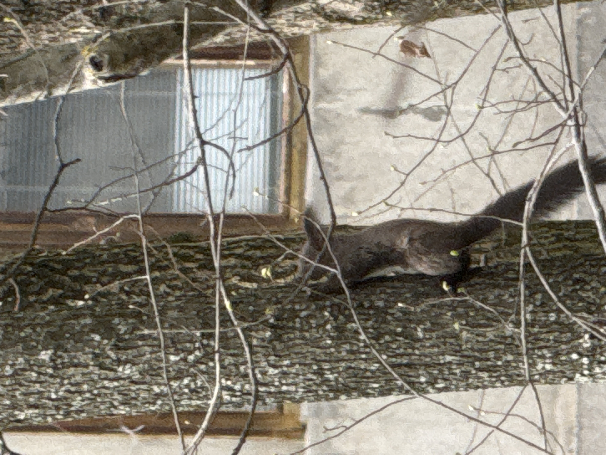 The image shows a squirrel on a tree branch. The branch is horizontal and stretches across the middle of the frame, with a rough, textured surface. The squirrel is positioned on the right side of the branch, its body elongated and moving towards the right, with its tail extended upwards. The squirrel appears to be dark in color. The background includes a building with a window partially visible on the left side, showing a ribbed surface. The background wall is light colored and relatively smooth. Bare branches are scattered throughout the scene, obscuring parts of the squirrel and the building. The location is possibly Sofia, Bulgaria, as specified in the prompt.