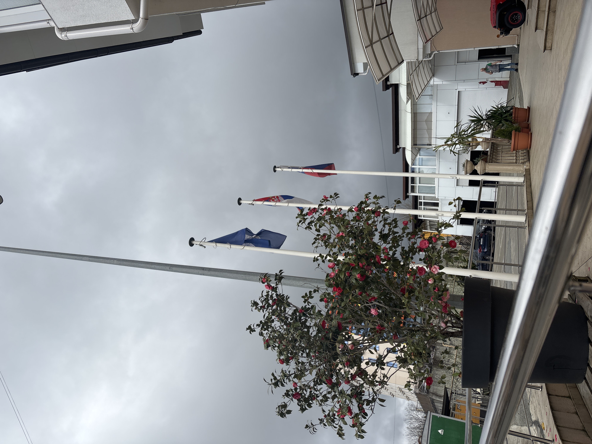 The image shows a street scene in Sochi, Russia, under an overcast sky. Three flags are hoisted on poles: one blue, one Serbian, and one Russian. A large black planter containing a blooming bush with pink flowers is positioned in the foreground. The background includes modern buildings with glass and metal elements. A man is walking toward a red car in the distance. Green public utility boxes line the lower portion of the frame. A metal railing is partially visible in the extreme foreground.